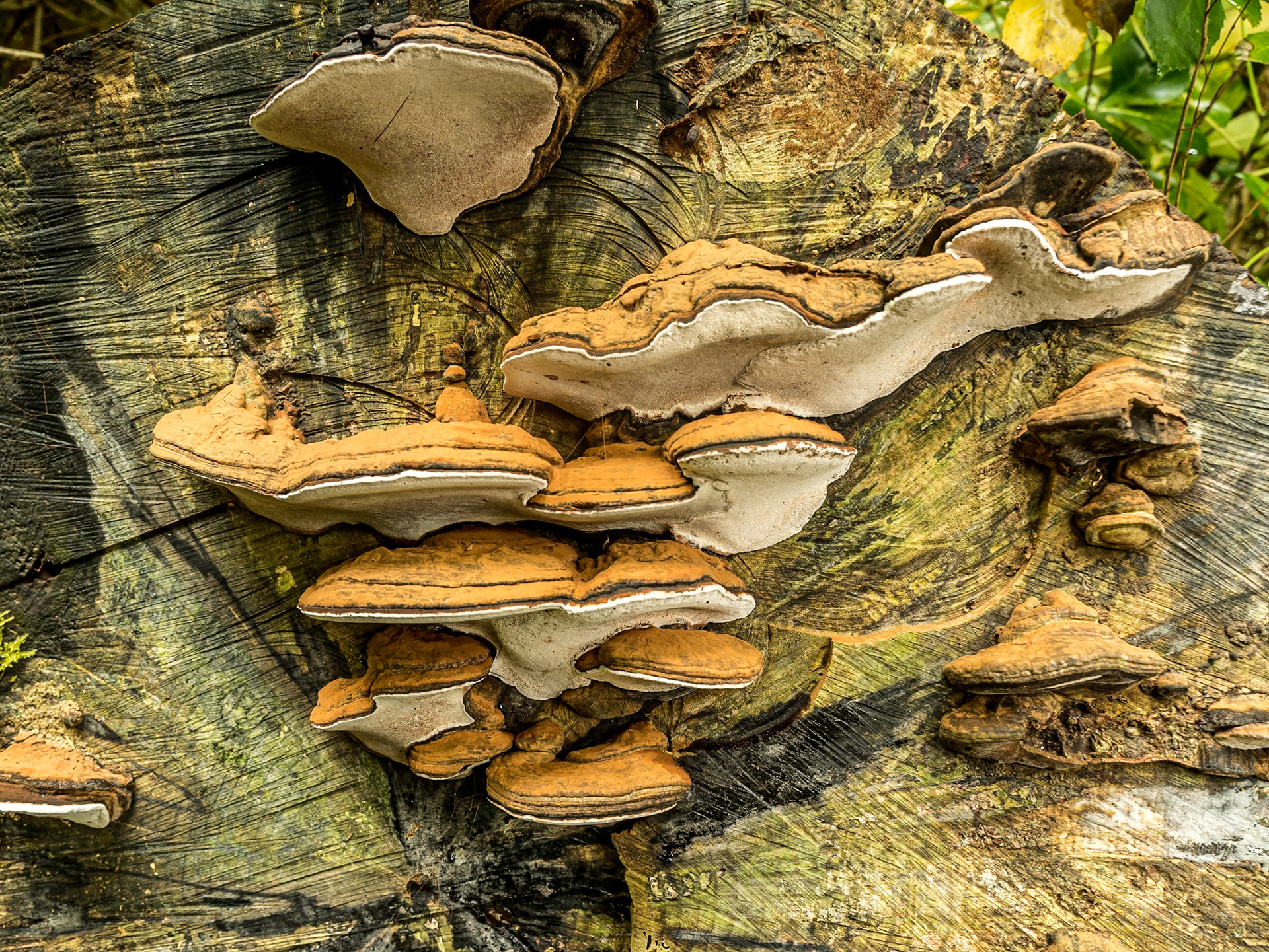 Glenleam Gardens, Co Kerry, 15 Jul 2016