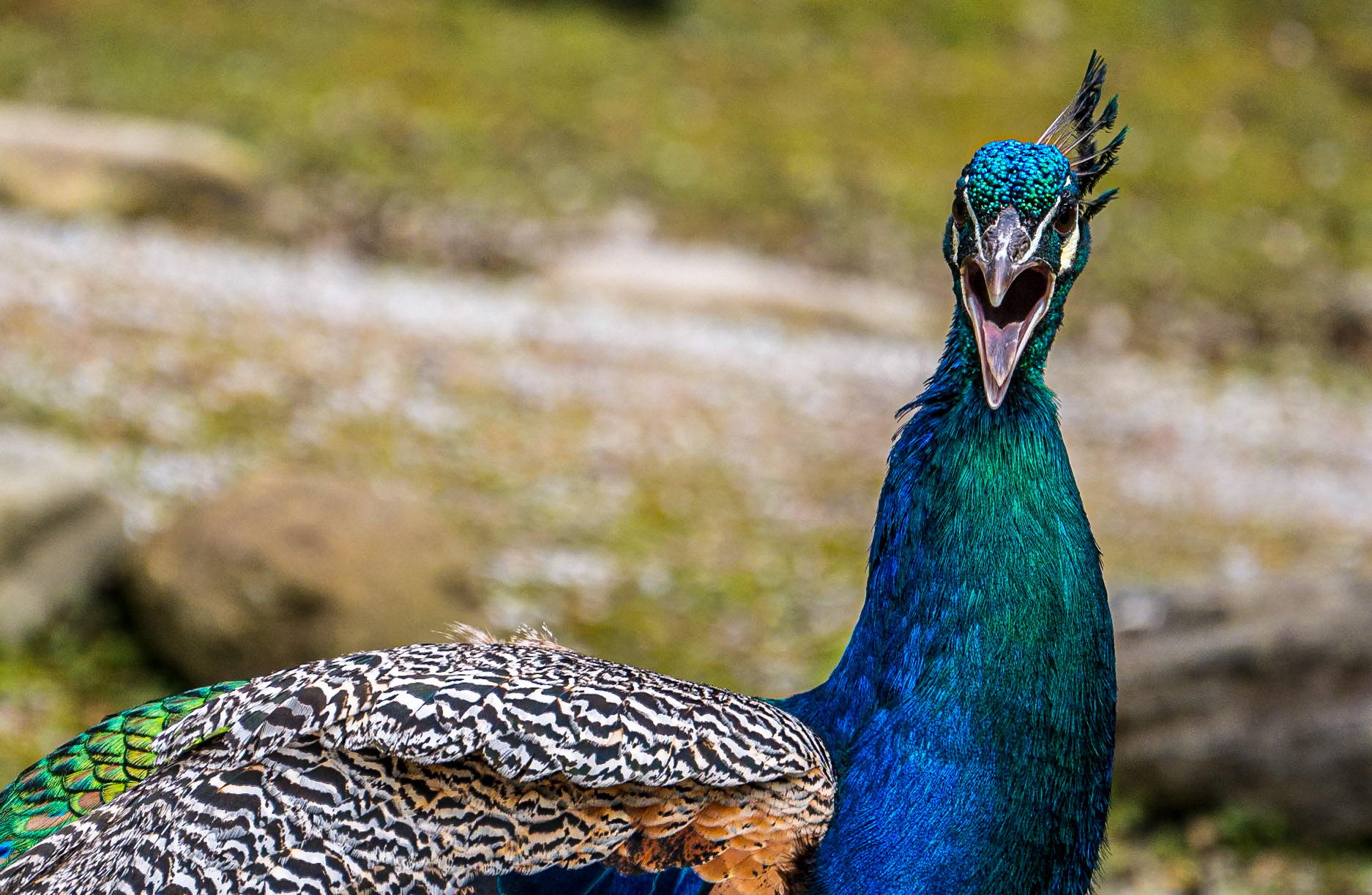 Peacock, Coolwood Wildlife Park, Killarney, Co Kerry, 20 Jul 2015