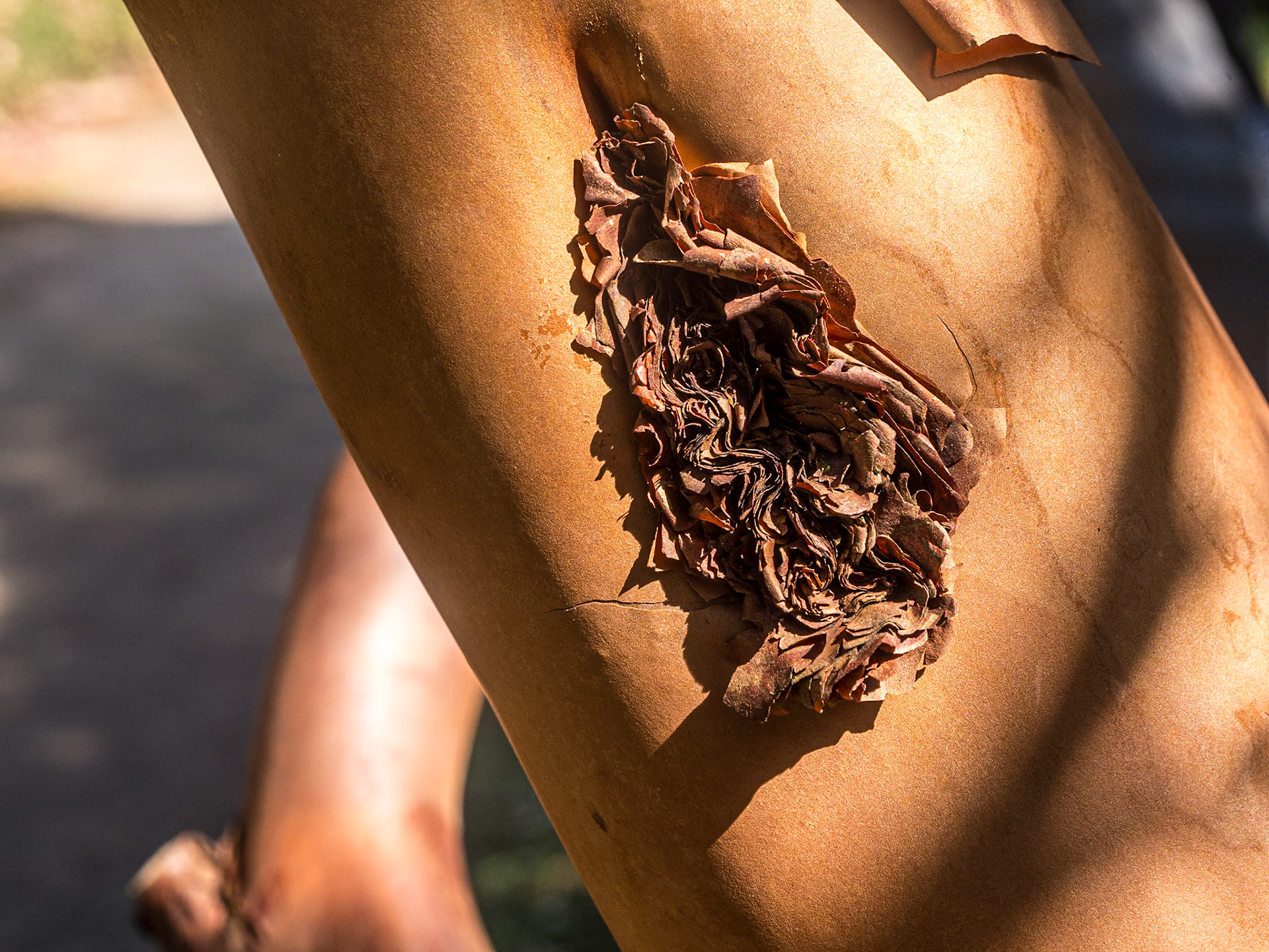 Polylepis australis ("filo pastry tree"), National Botanic Gardens, Kilmacurragh, Co Wicklow, 11 Apr 2025