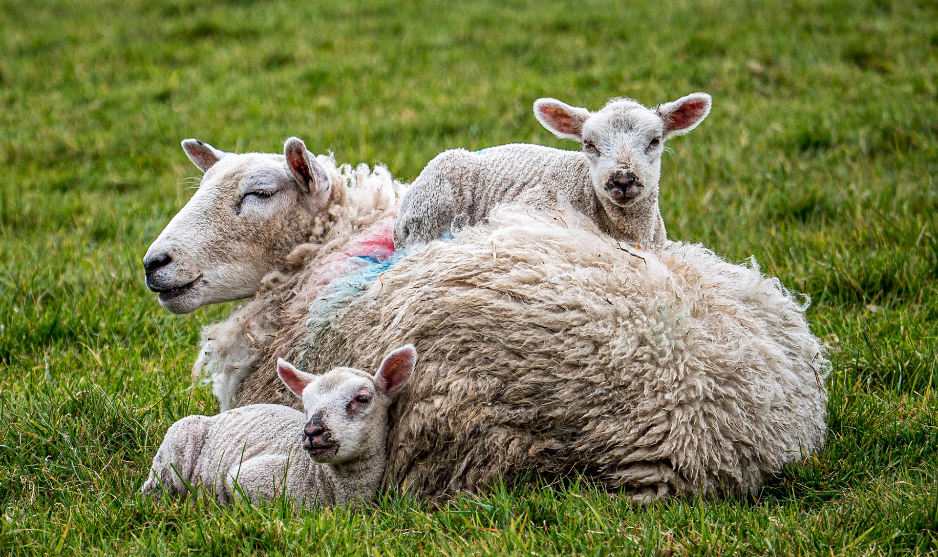 Near Valleymount Bridge, Co Wicklow, 29 Apr 2021