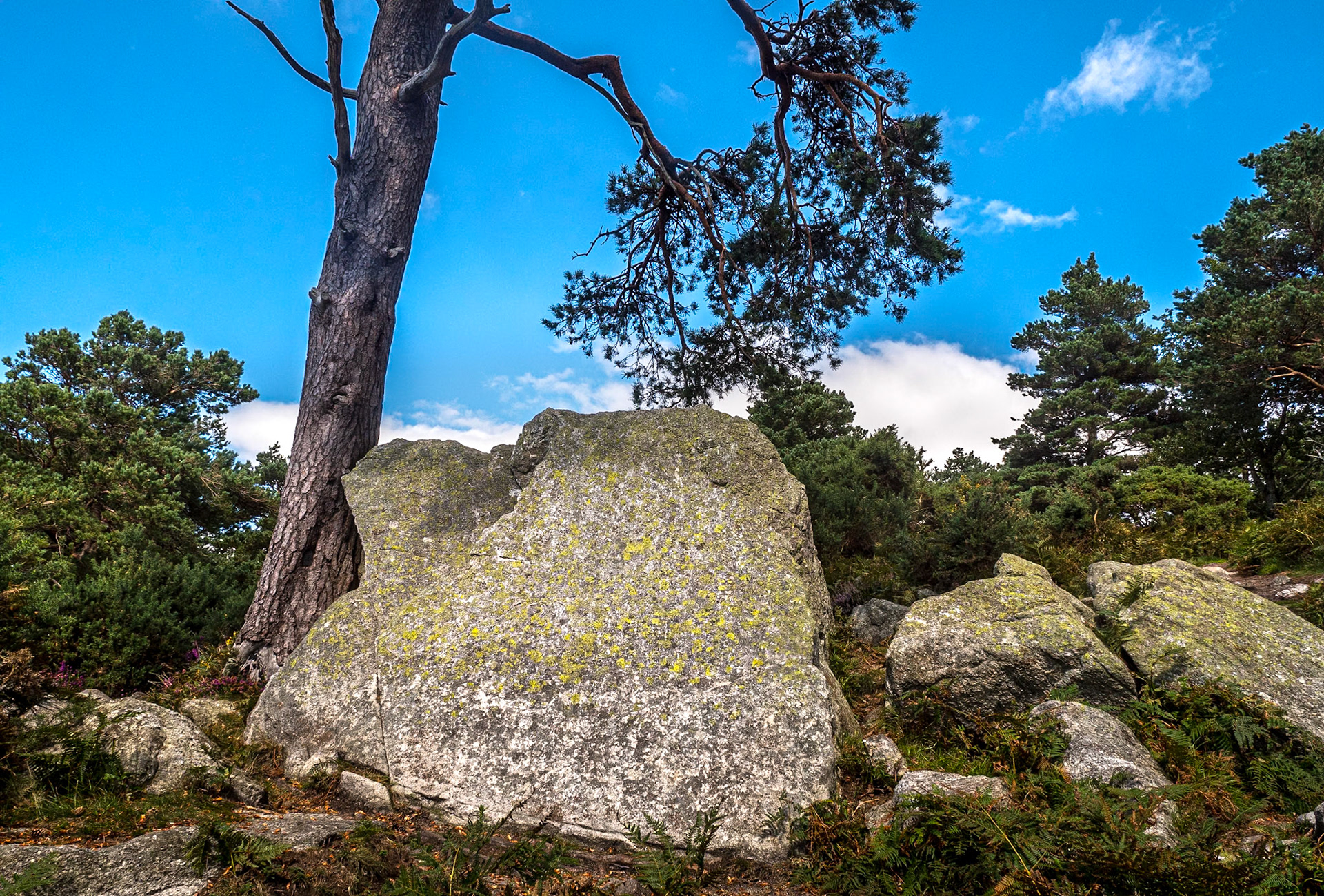 Barnaslingan Forest, Co Dublin, 1 Sep 2020