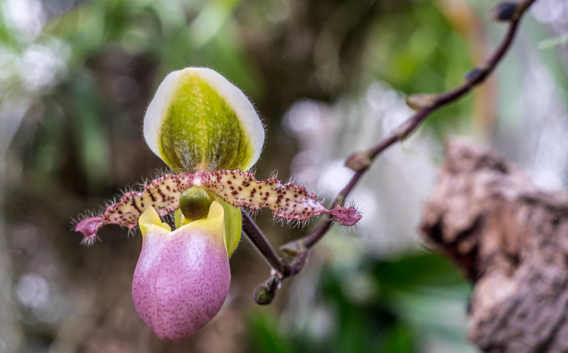 Estepona Orchid House, Spain, 23 Mar 2024