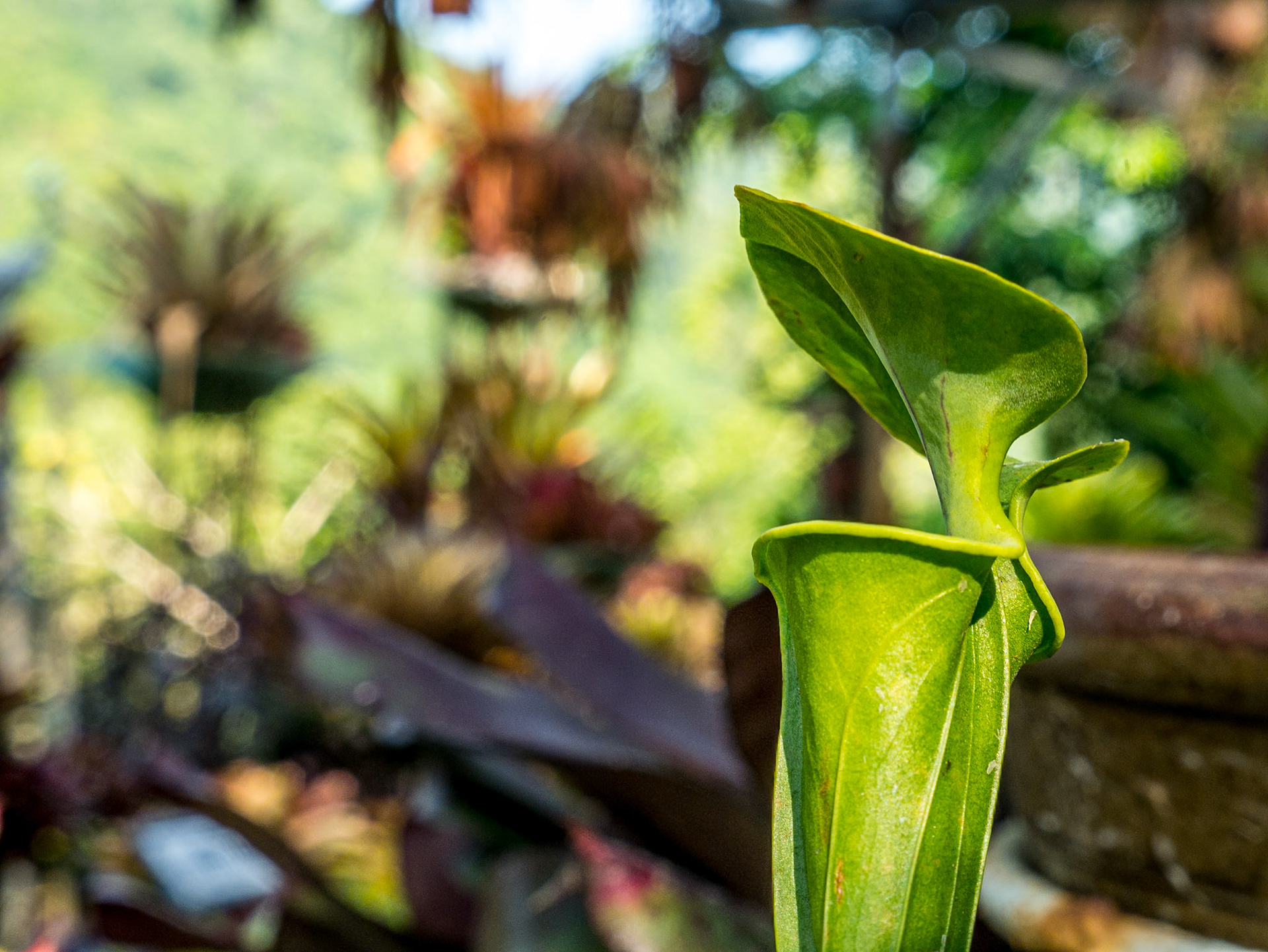 Art &amp; Garden, Penang, 10 Jun 2017