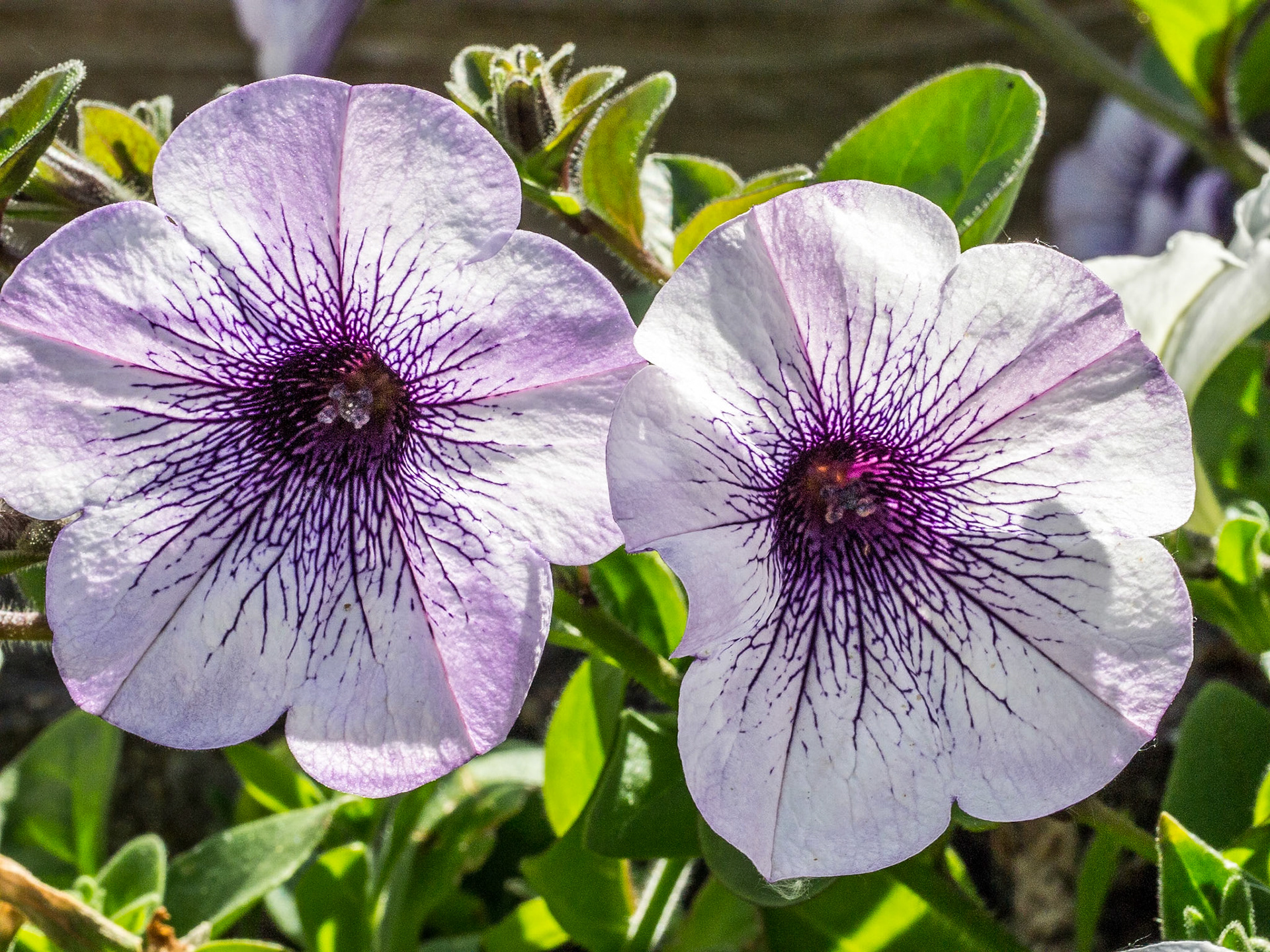 Flowers in back garden, 7 Jun 2014