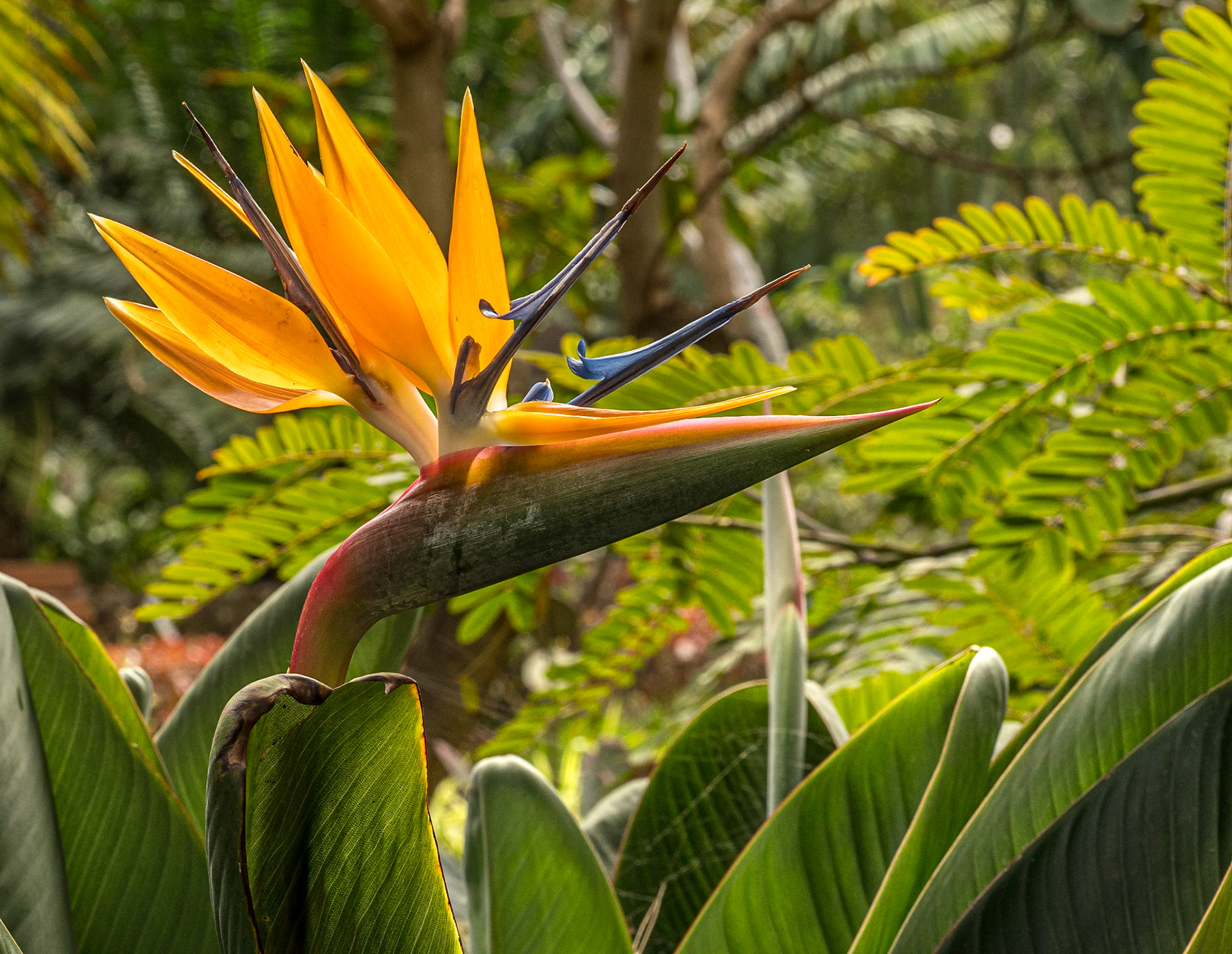 Botanic Gardens, Puerto de la Cruz, Tenerife, 29 Jan 2022