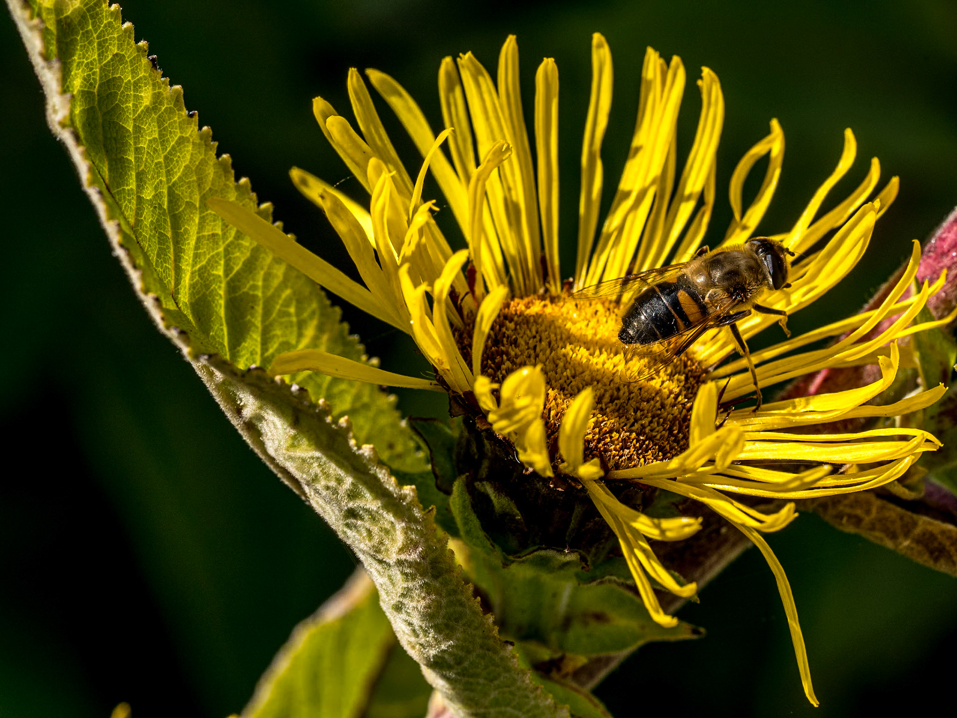 Mount Congreve Gardens, Co Waterford, 2 Sep 2023