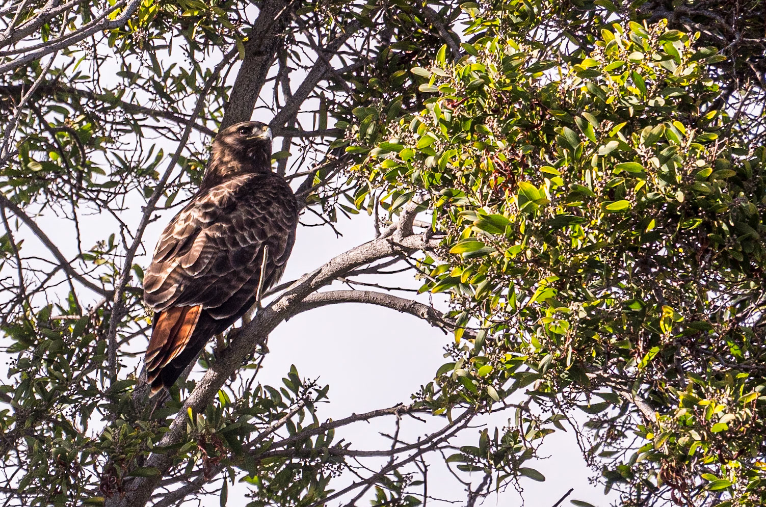 Golden Eagle, Google HQ, Mountain View, California, 2 Feb 2024