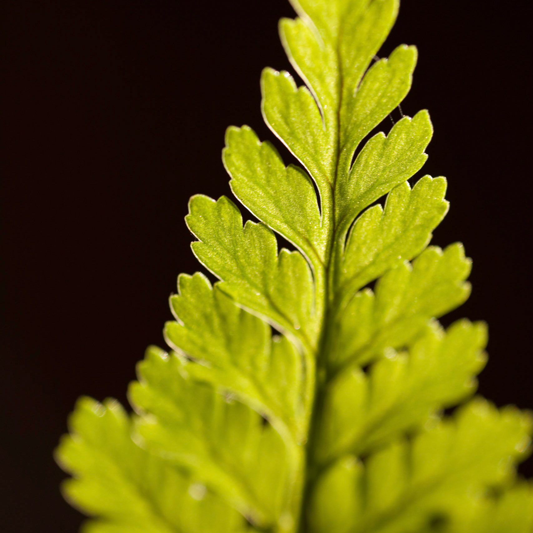 macro fern on black