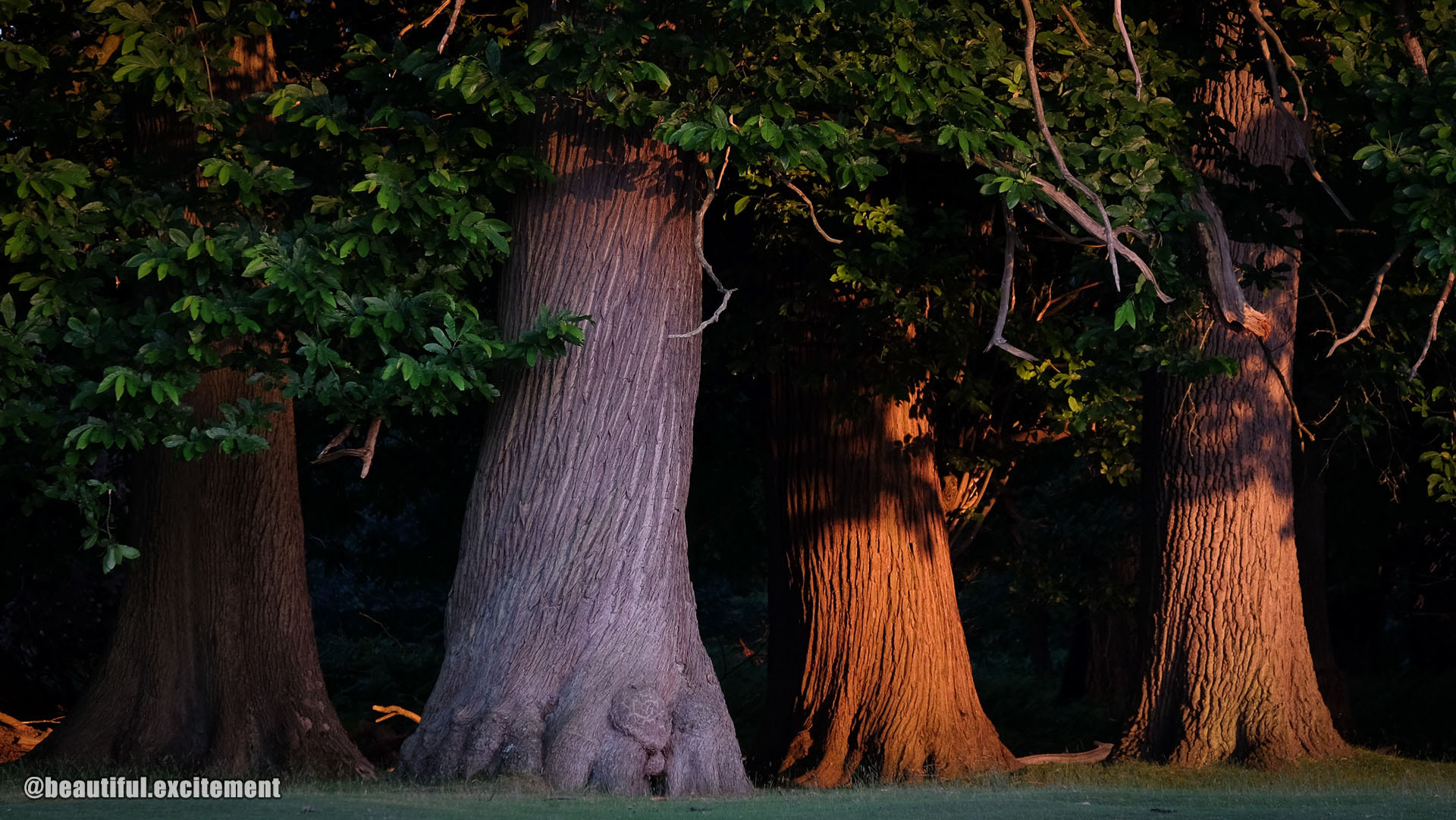 Same trees, different colours