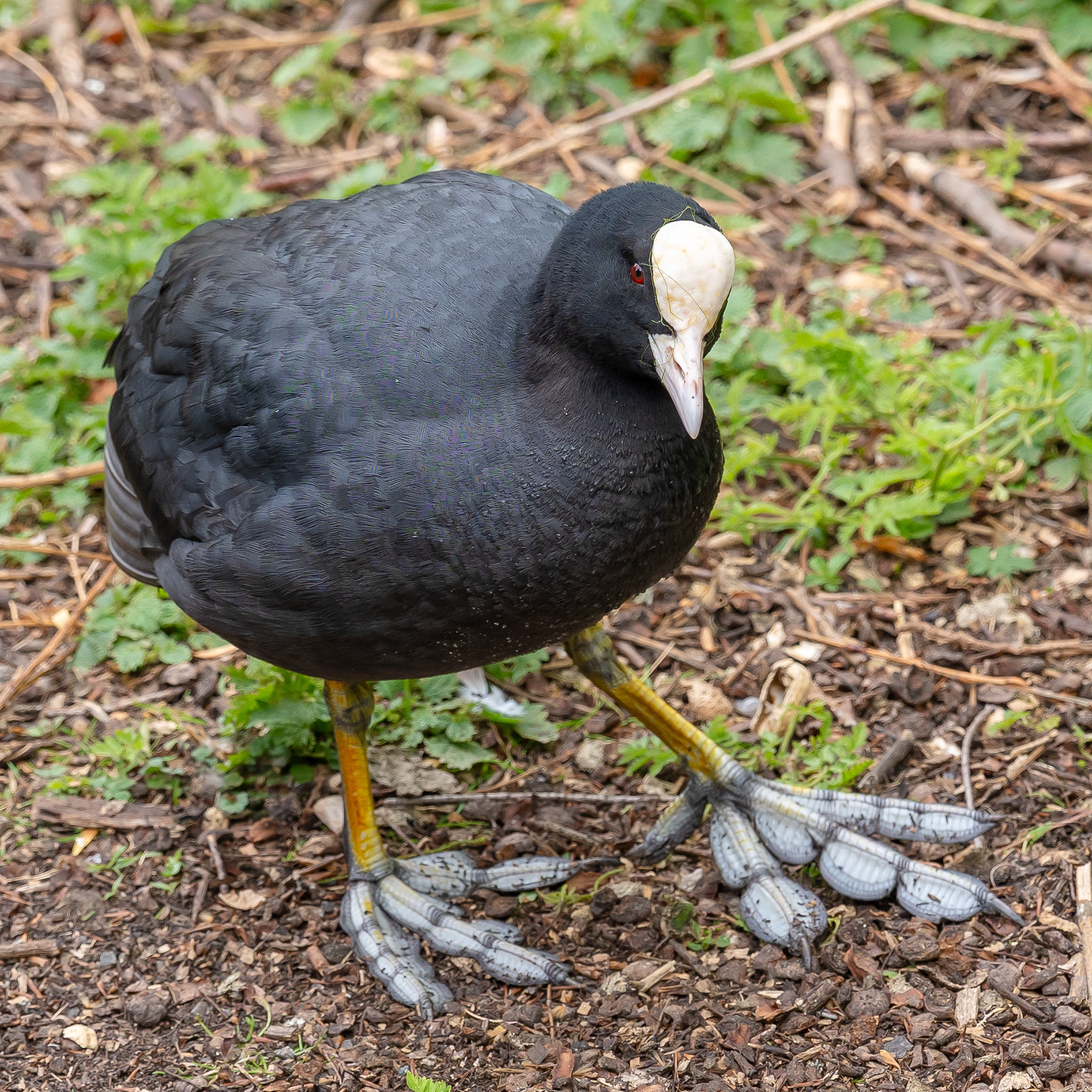 Dang, what FEET on this bird! Ha!