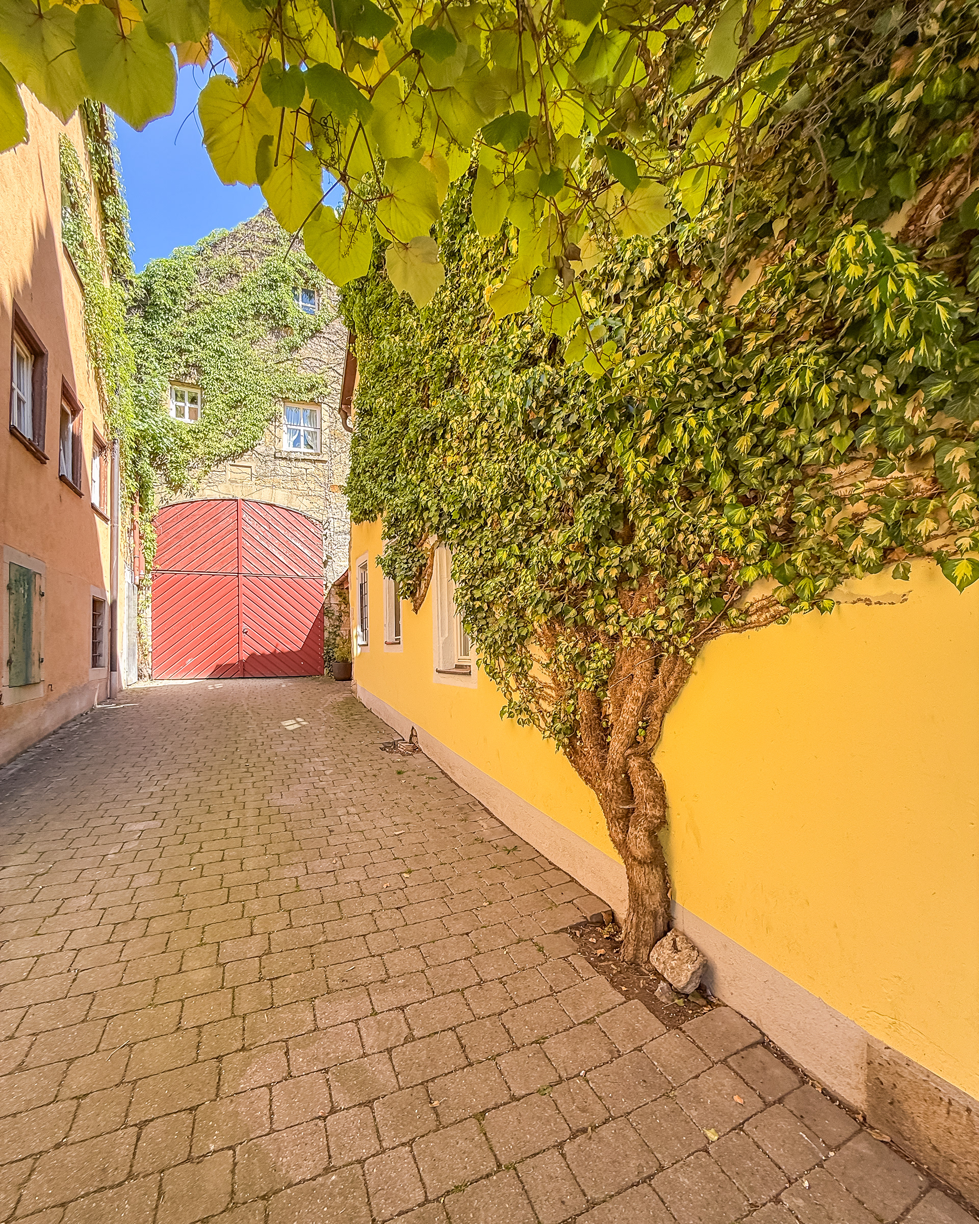 I loved how this tree/vine was growing up the side of this yellow house. Amazing!