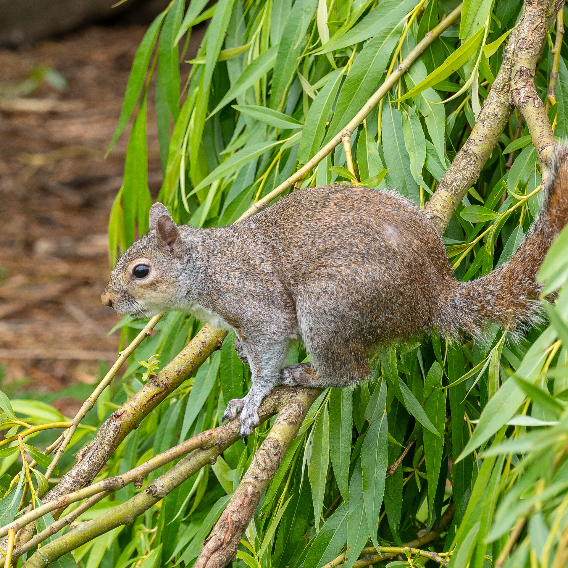 Although I have plenty of squirrels in my backyard in Georgia, everyone else was photographing them, so I thought why not. haha!
