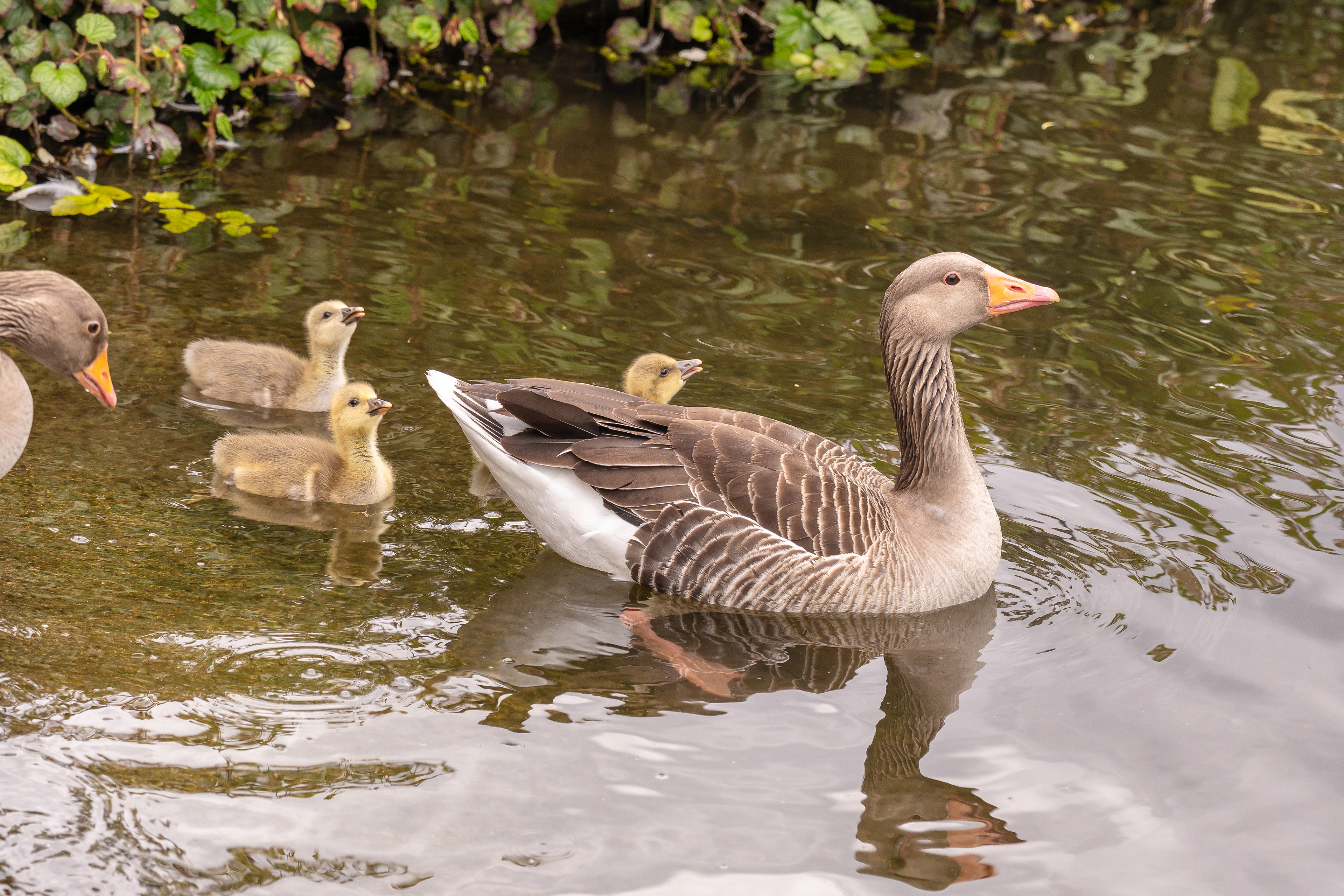Time to take the family for a swim ... so sweet!