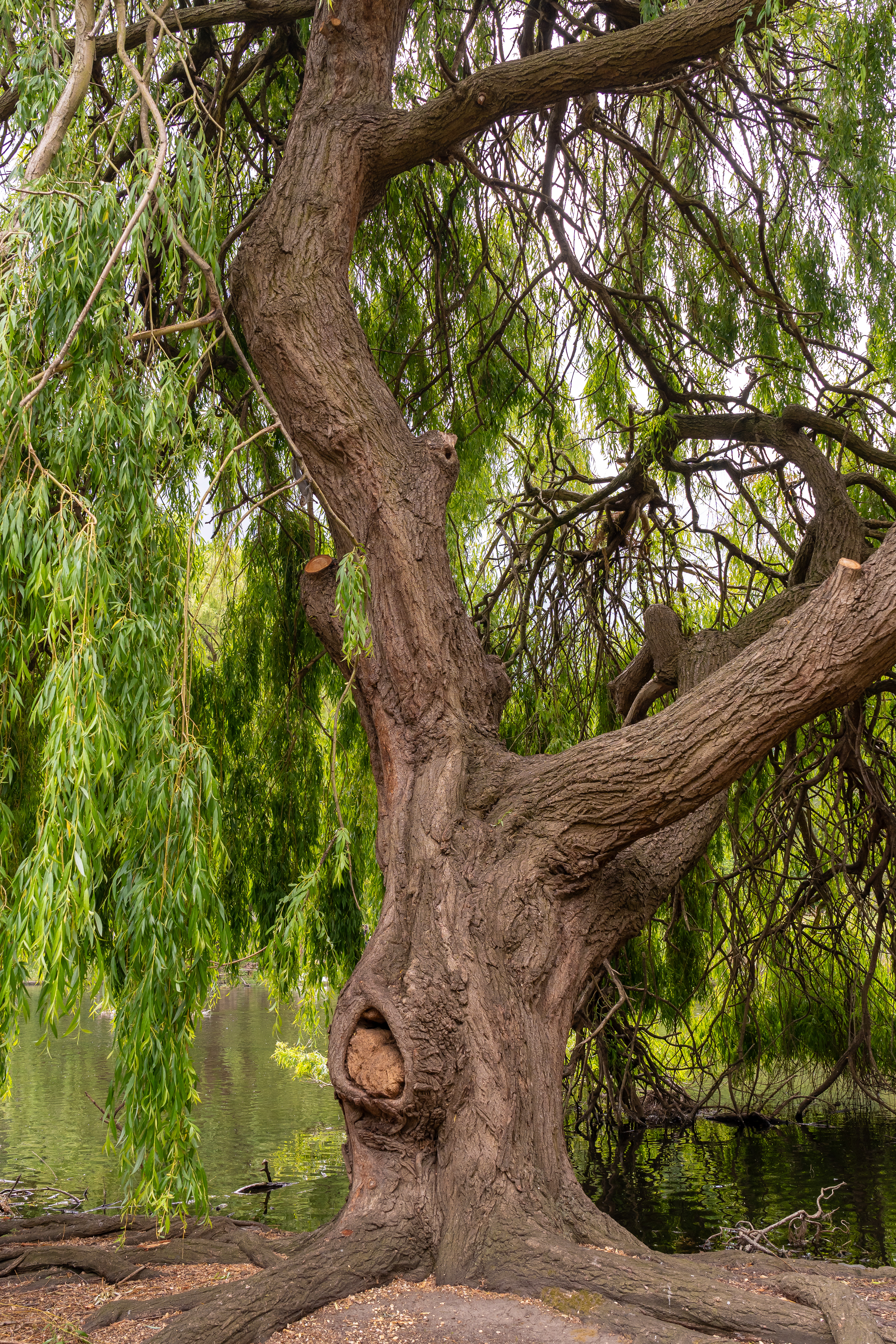 I loved this giant willow tree!