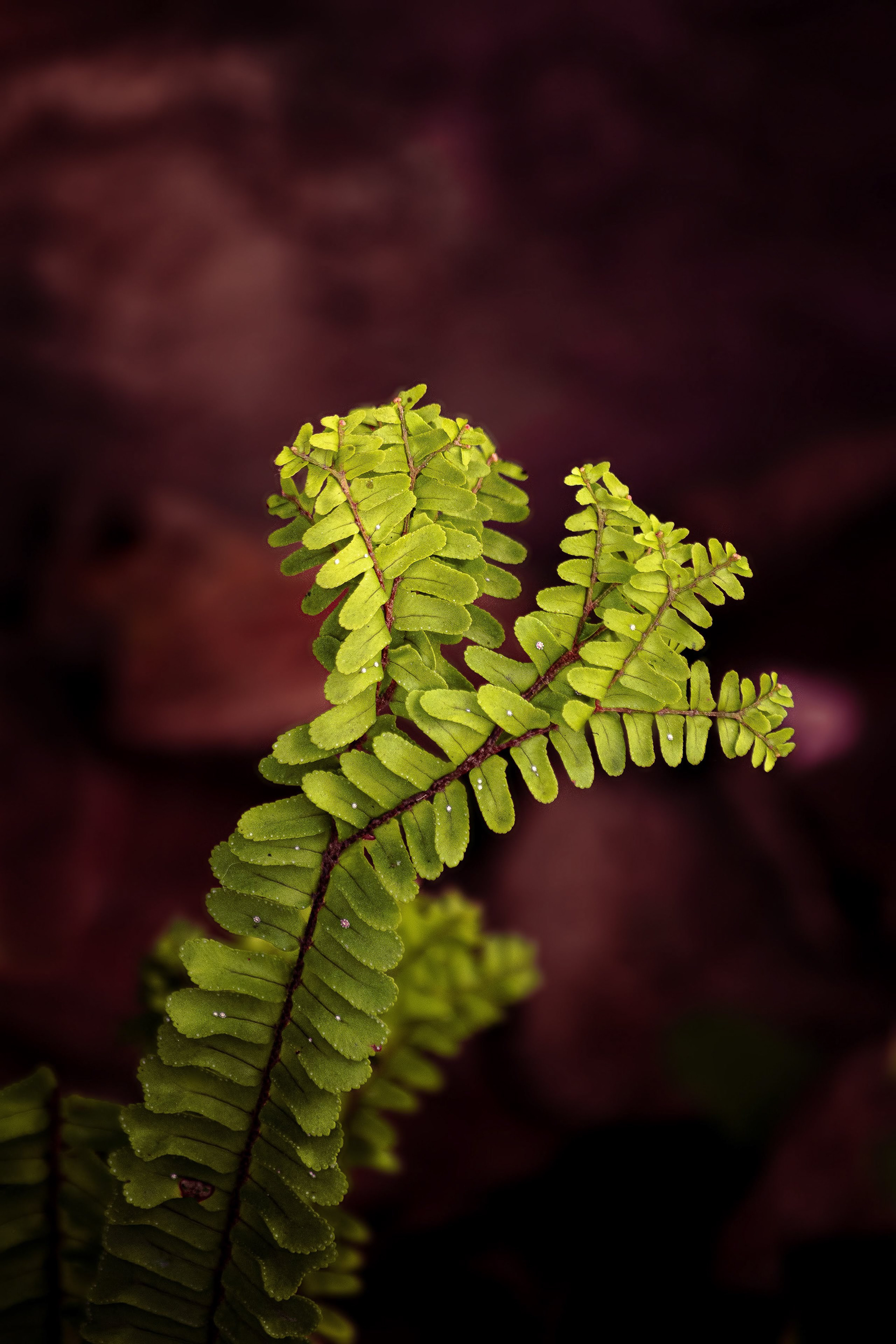 200mm - f/5.6- 1/250- iso 125