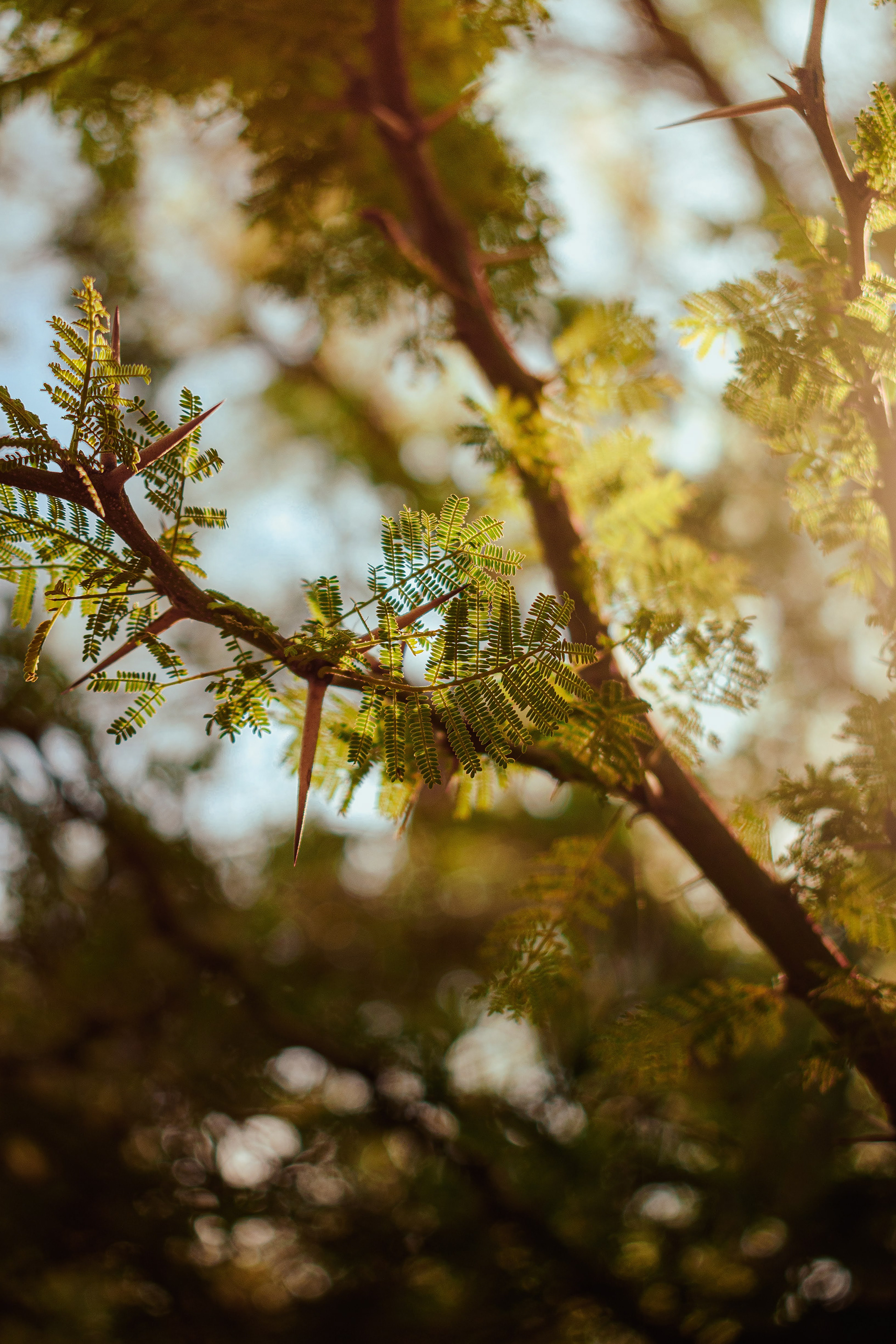 34mm - f/4.5 - 1/200- iso 100