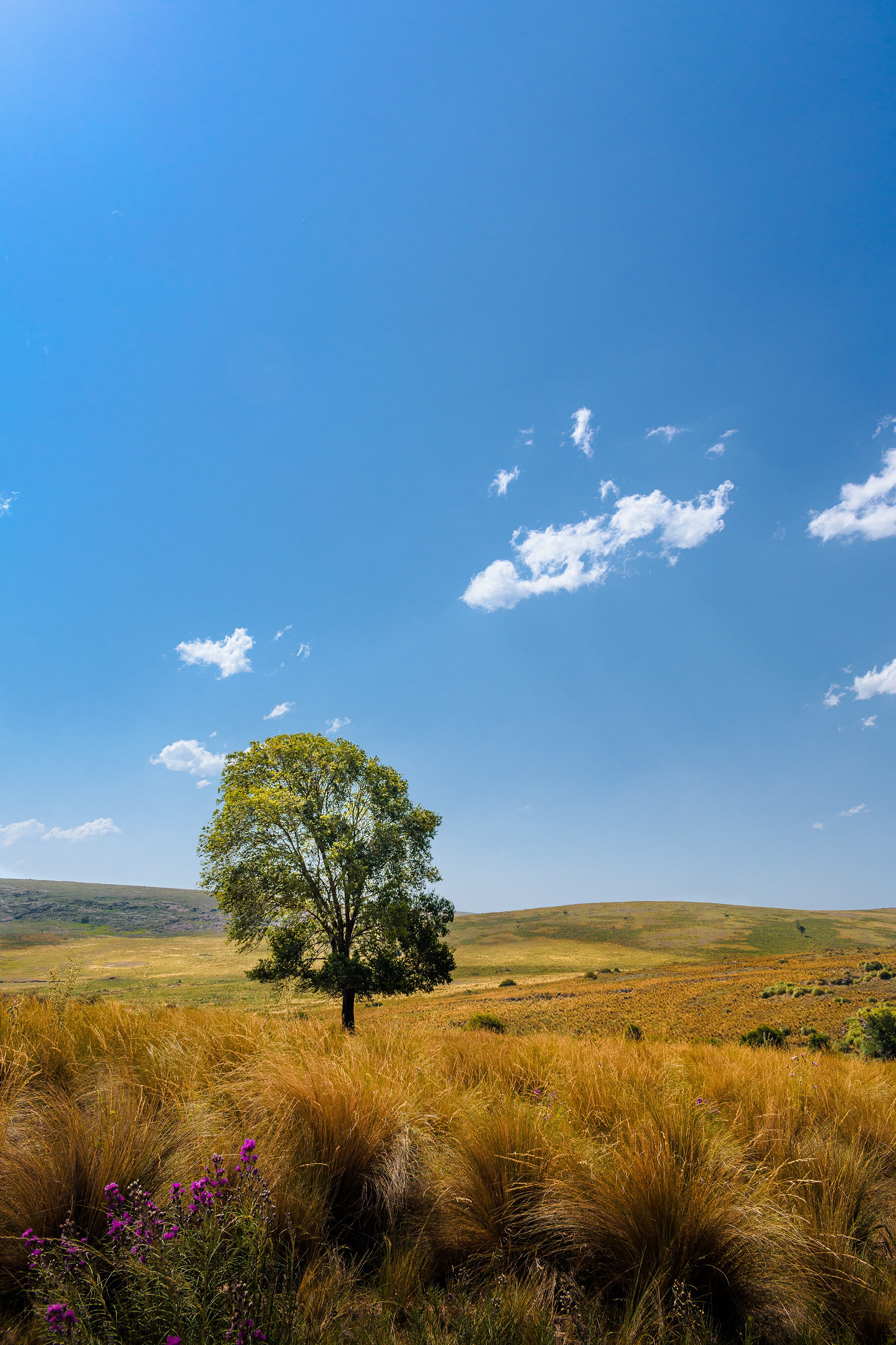 18mm - f/8 - 1/800- iso 100