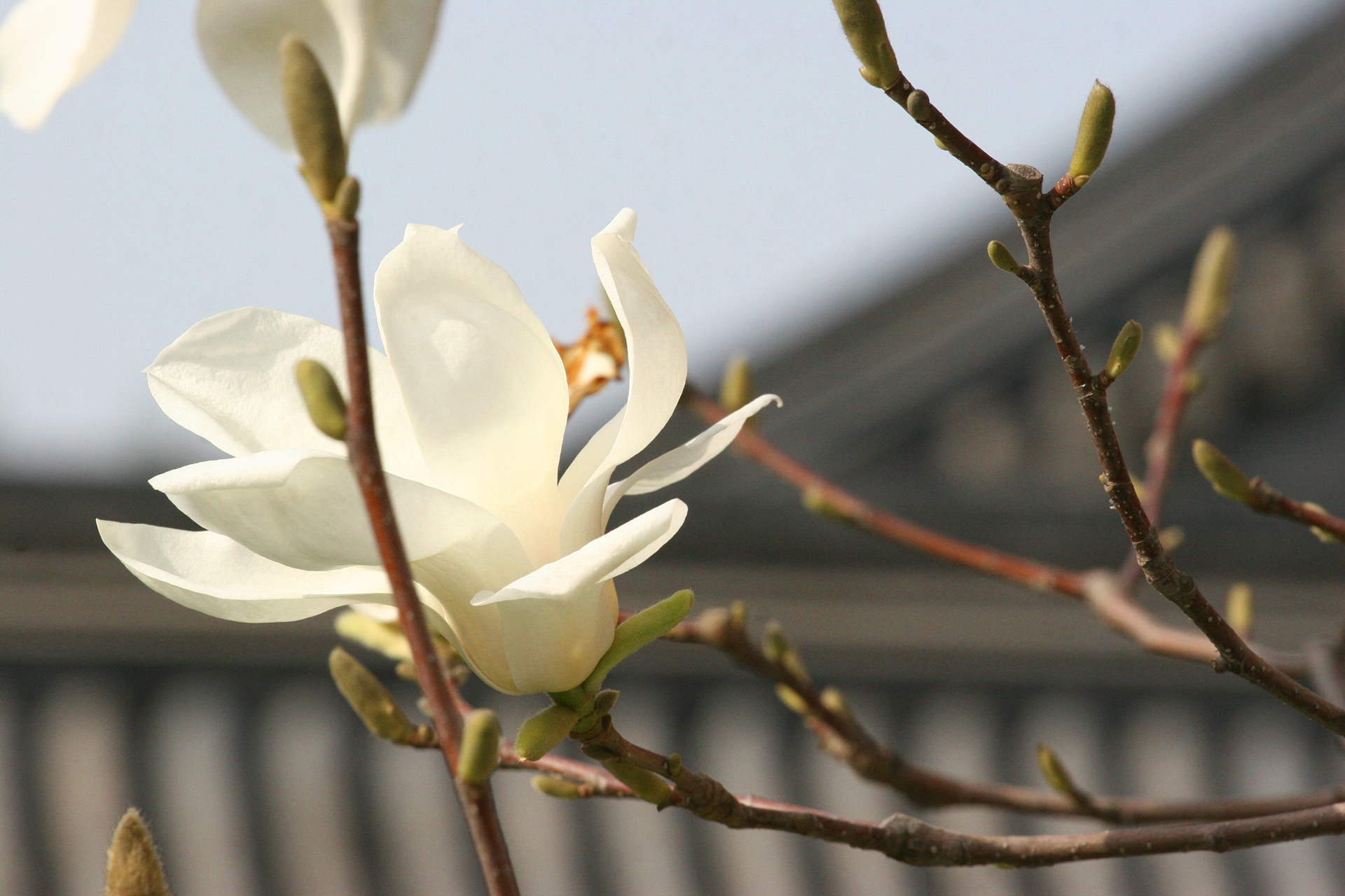 Summer Palace in Spring
