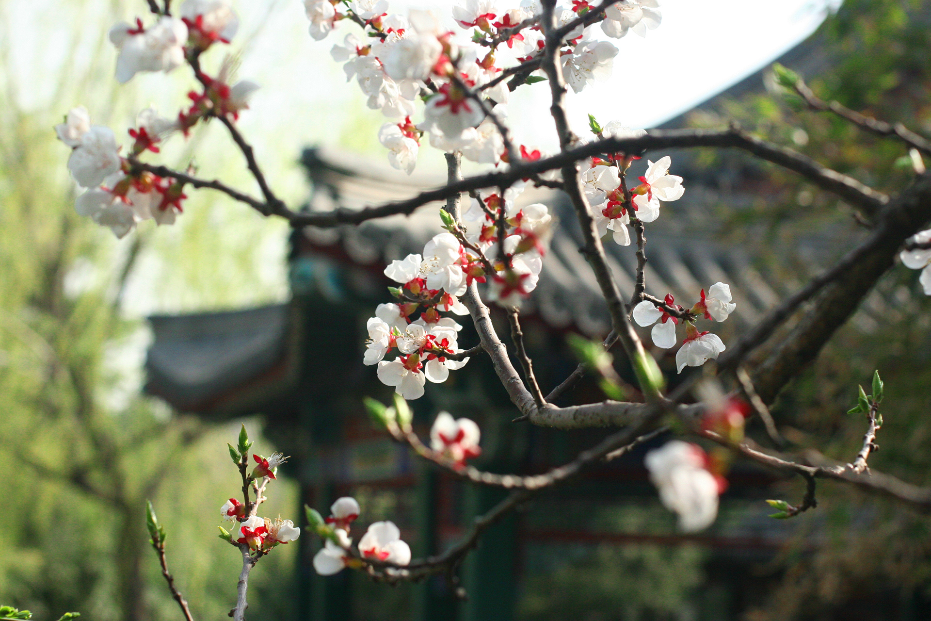 Summer Palace in Spring
