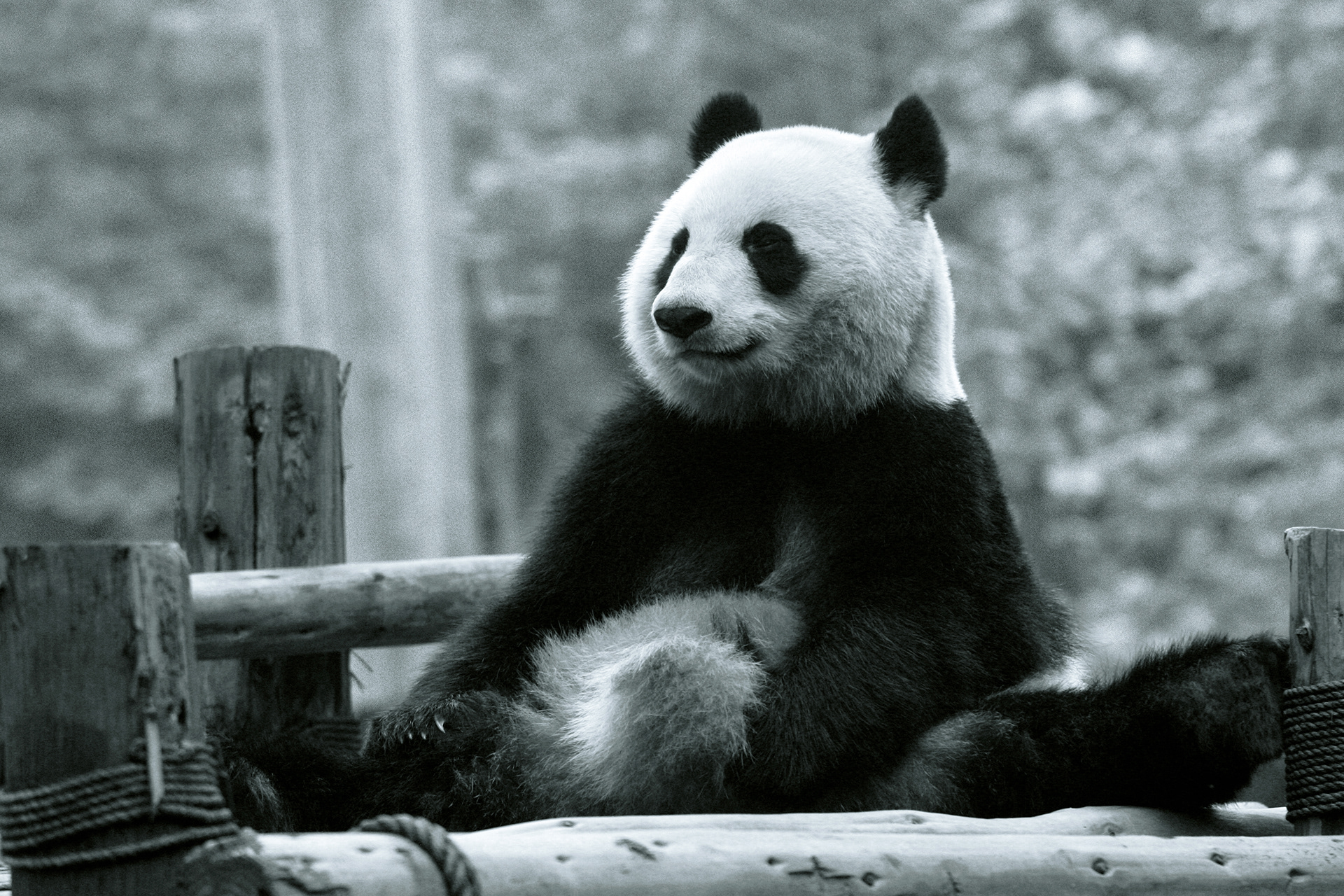 Pandas, Changdu, China