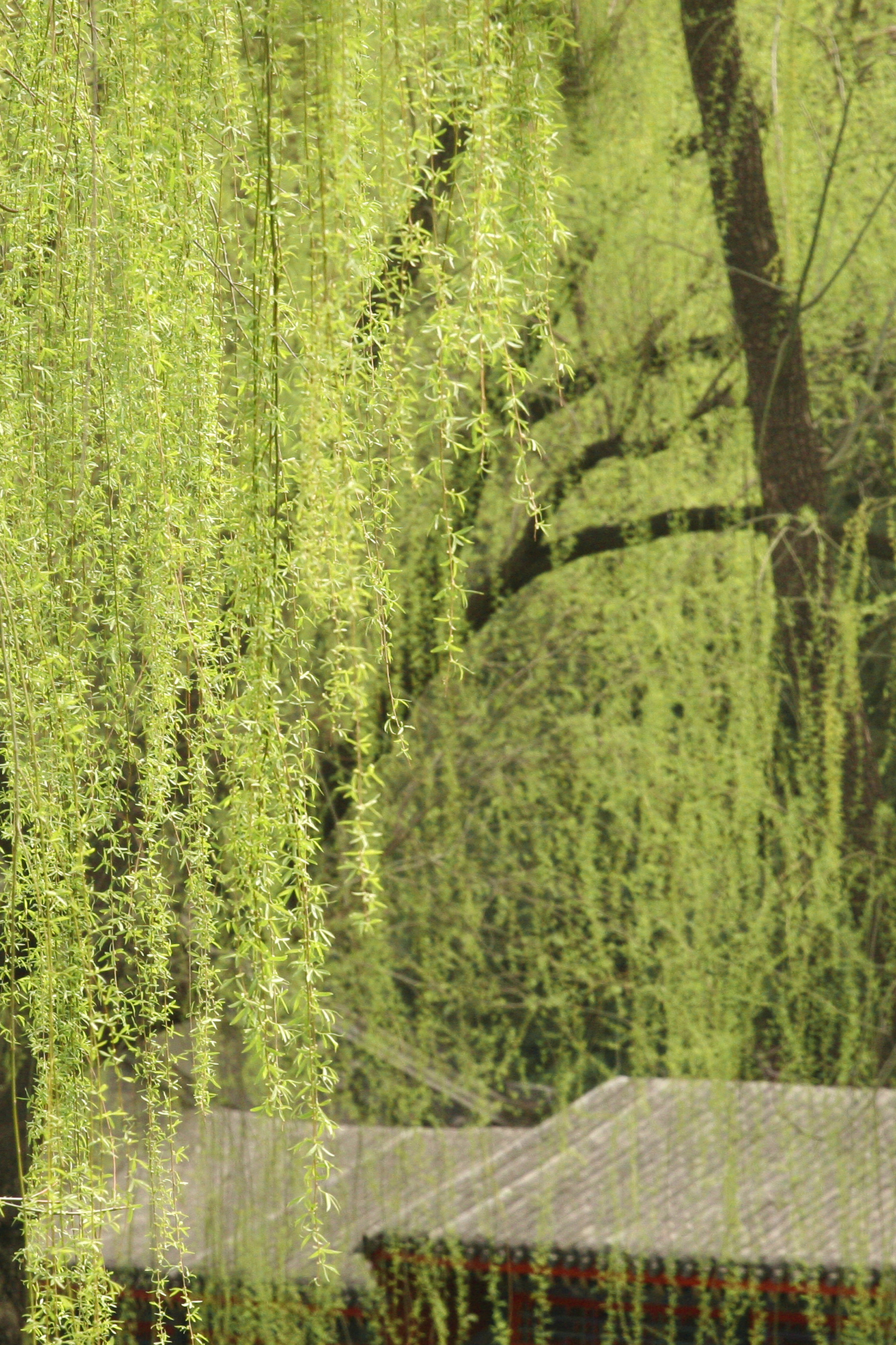 Summer Palace in Spring