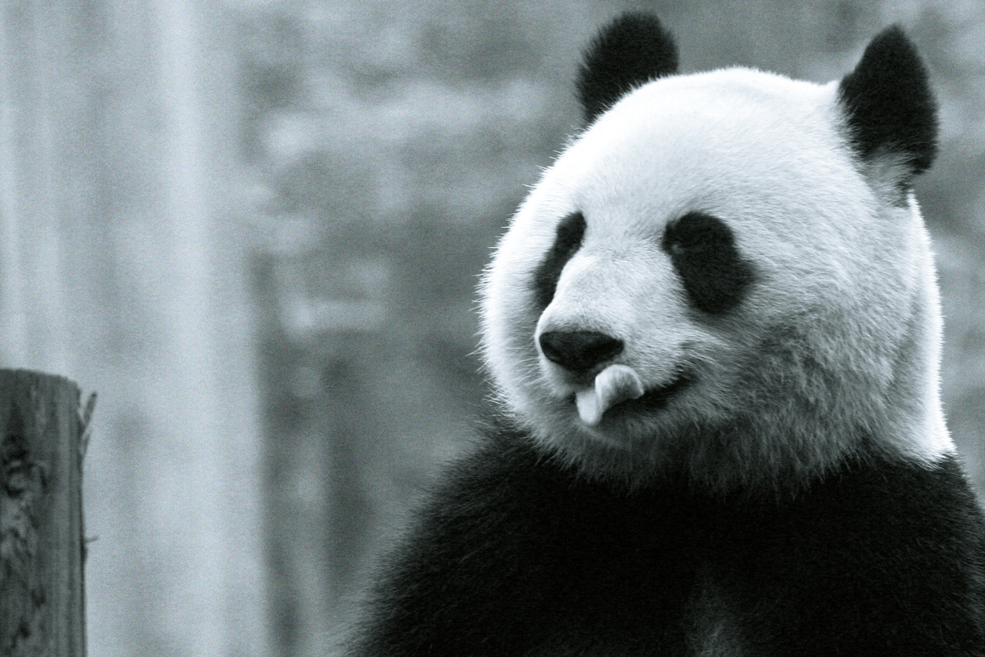 Pandas, Changdu, China