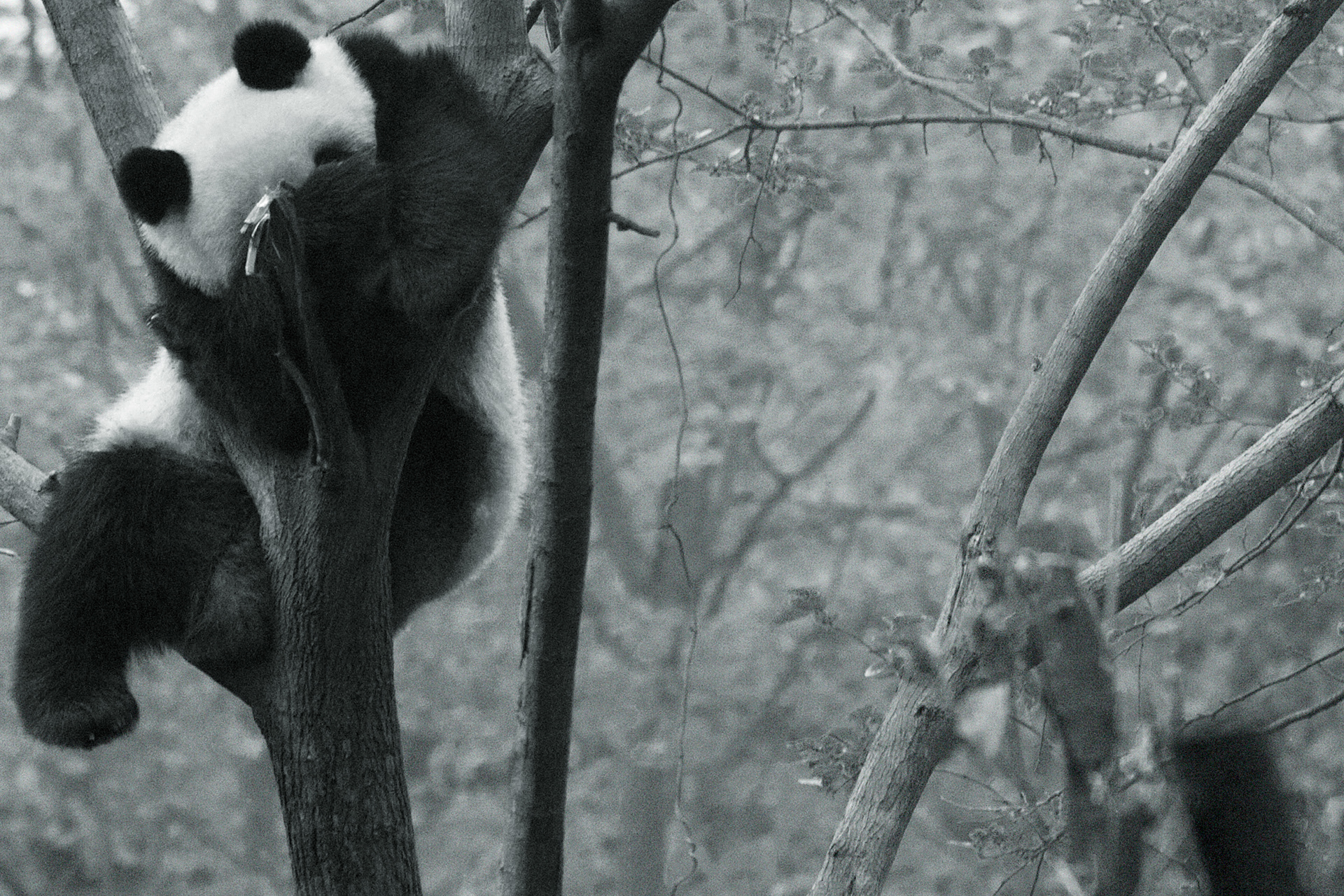 Pandas, Changdu, China