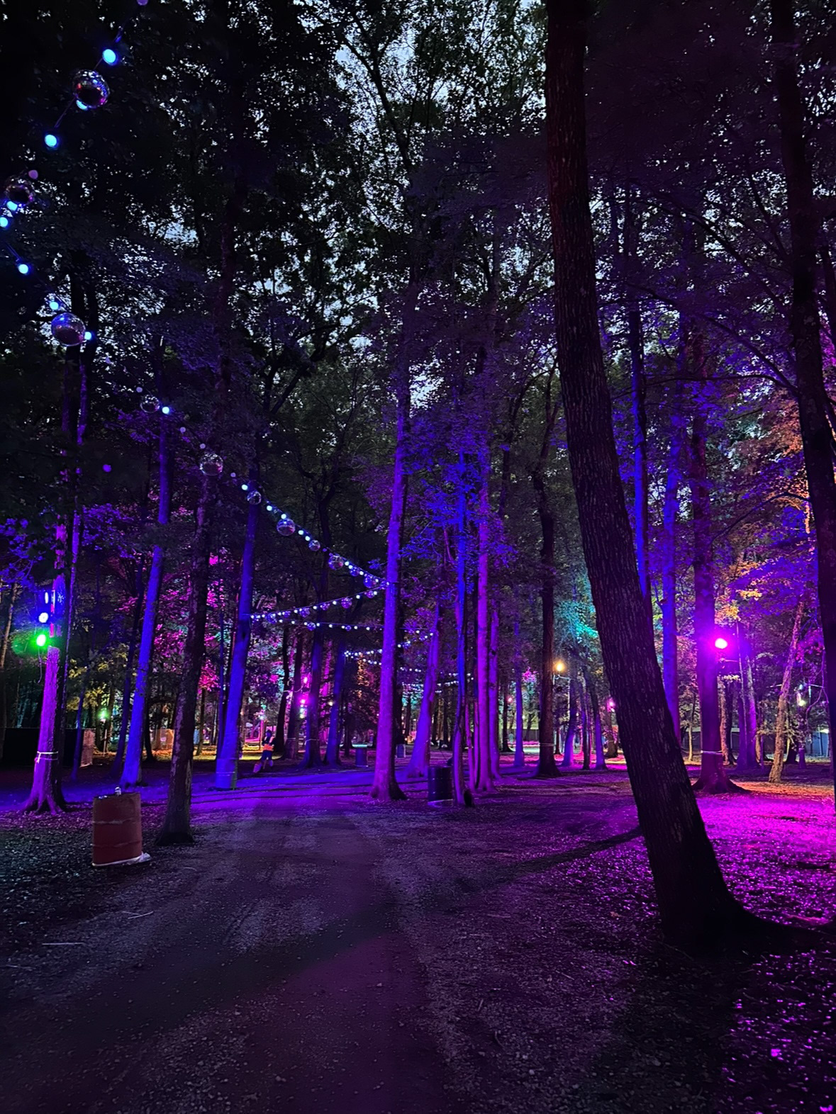 Our lighting at Where in the Woods!