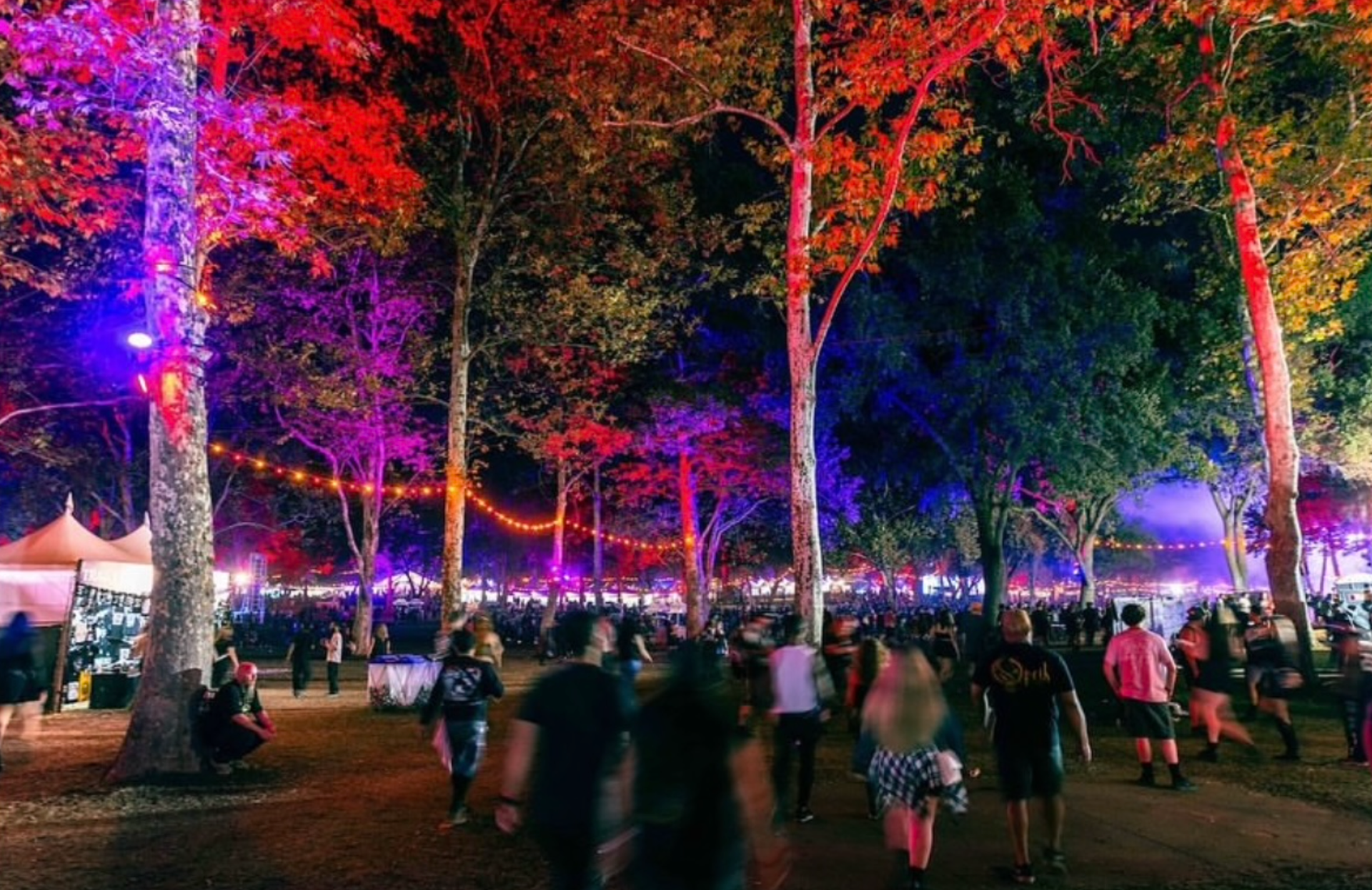 Through the trees...