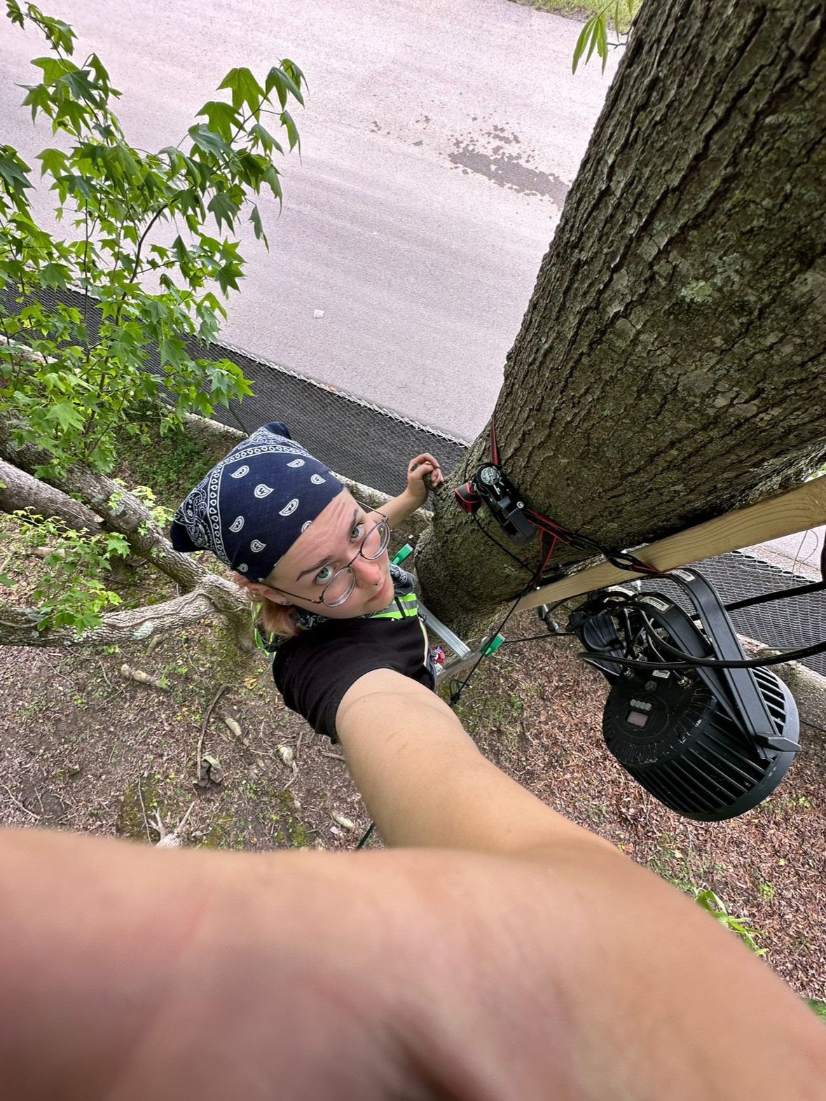 Always focusing lights in trees at Roo...