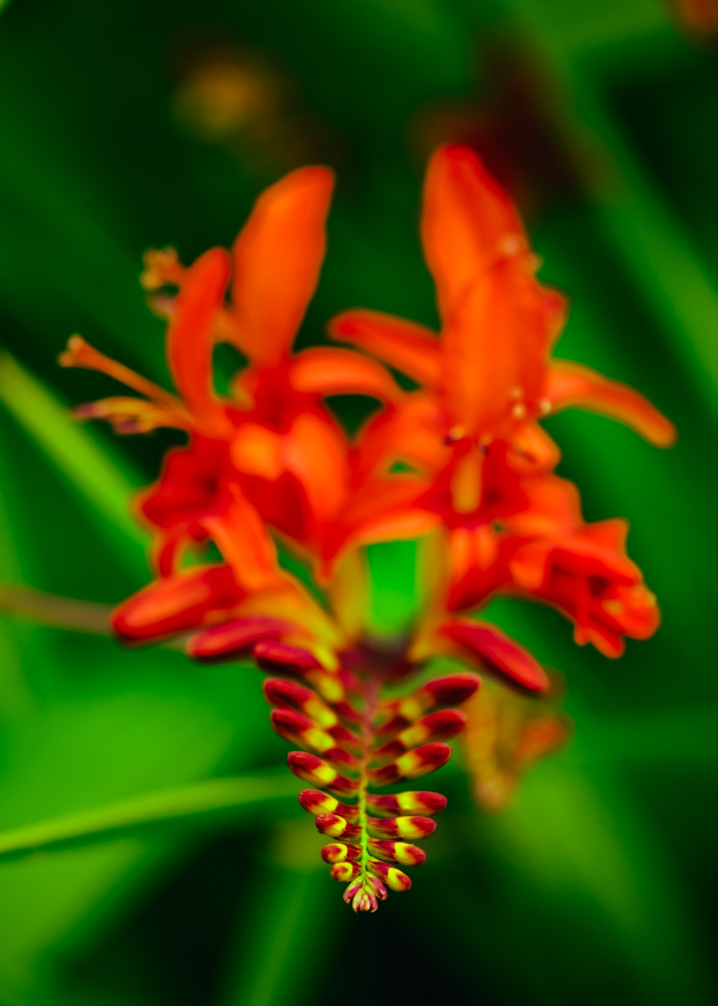 Macro red flower