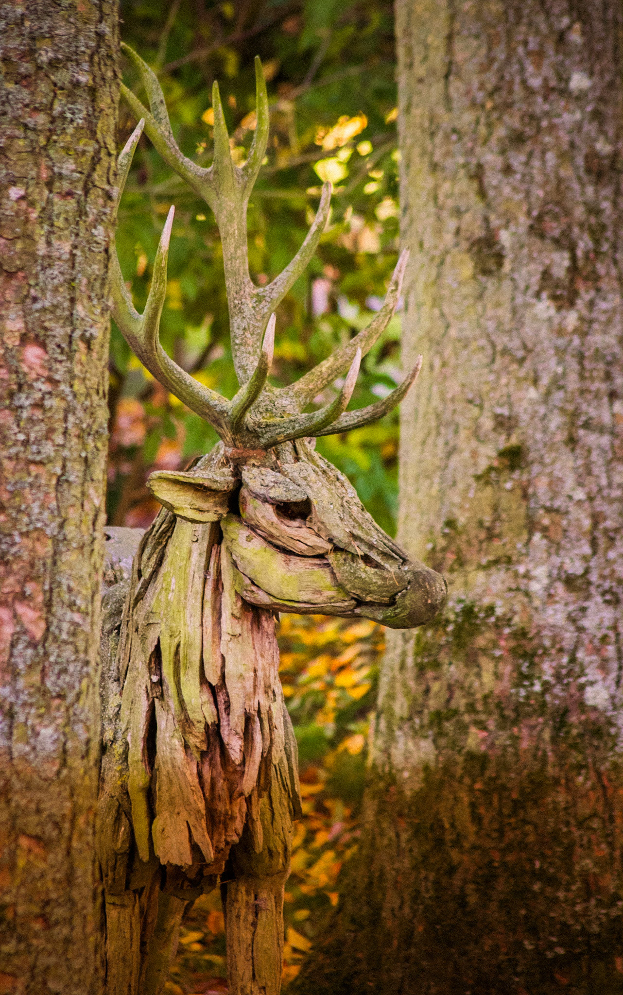 Documenting the peaceful estate grounds of the Irish National Stud, where world-class equine heritage meets the rolling green landscapes of Ireland's horse country.