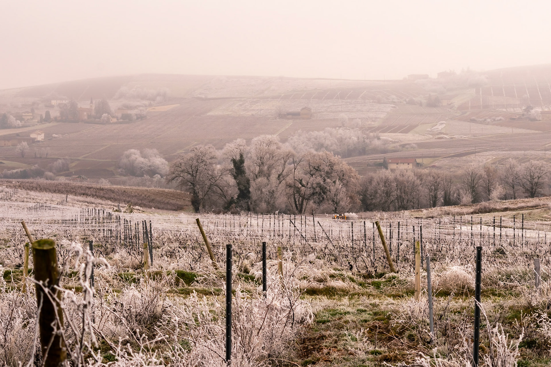 Exploring the fine art of winter in rural France—where frozen mist crystallizes on bare branches and dormant vines.