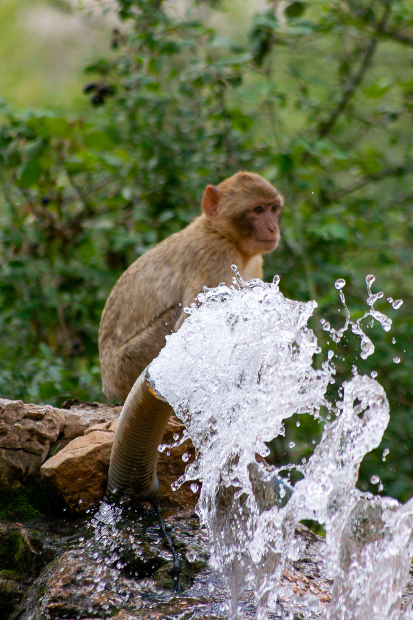 La Forêt des Singes, Rocamadour