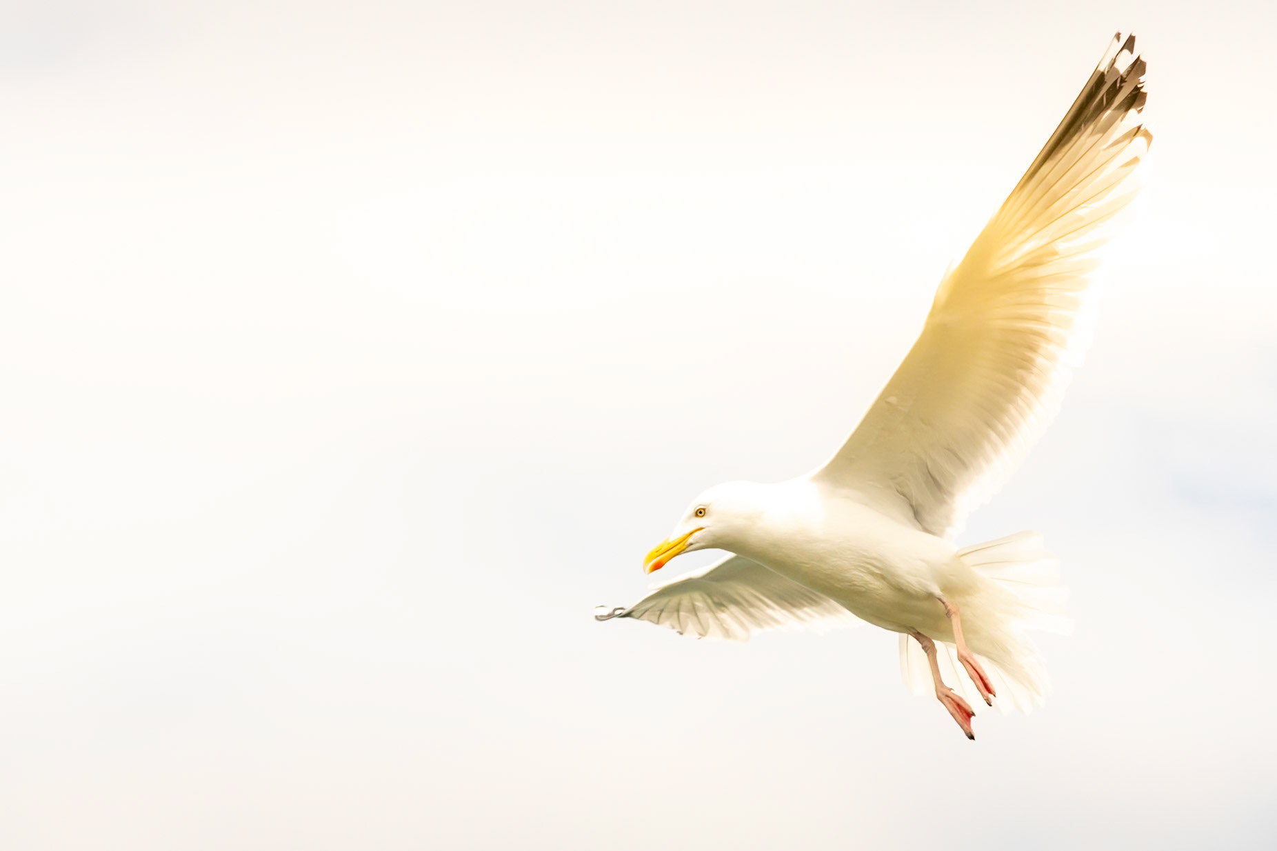 Seagull wildlife