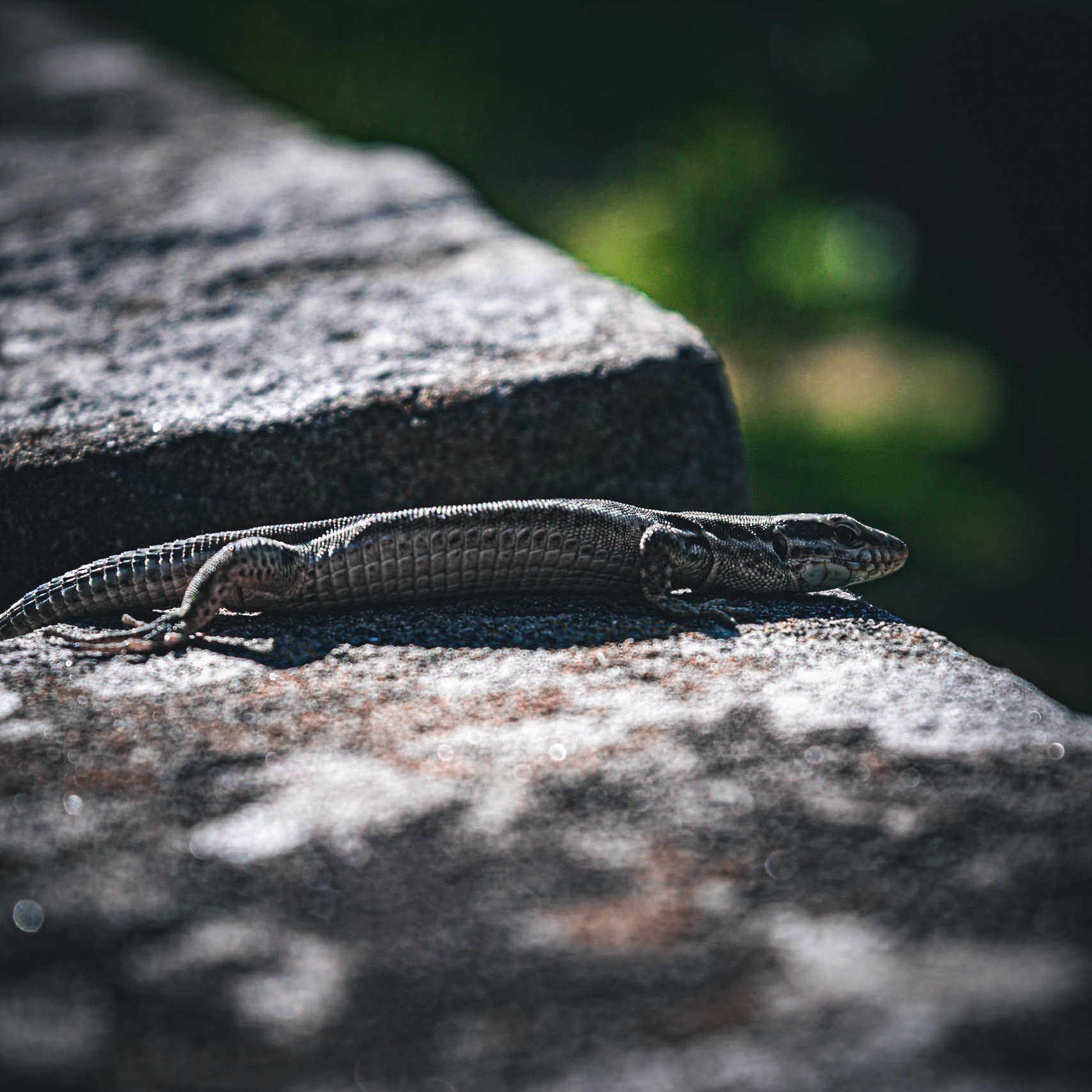 Documenting the diverse rhythms, textures, and behaviors of the animal kingdom, captured across both coastal horizons and hidden micro-habitats.
