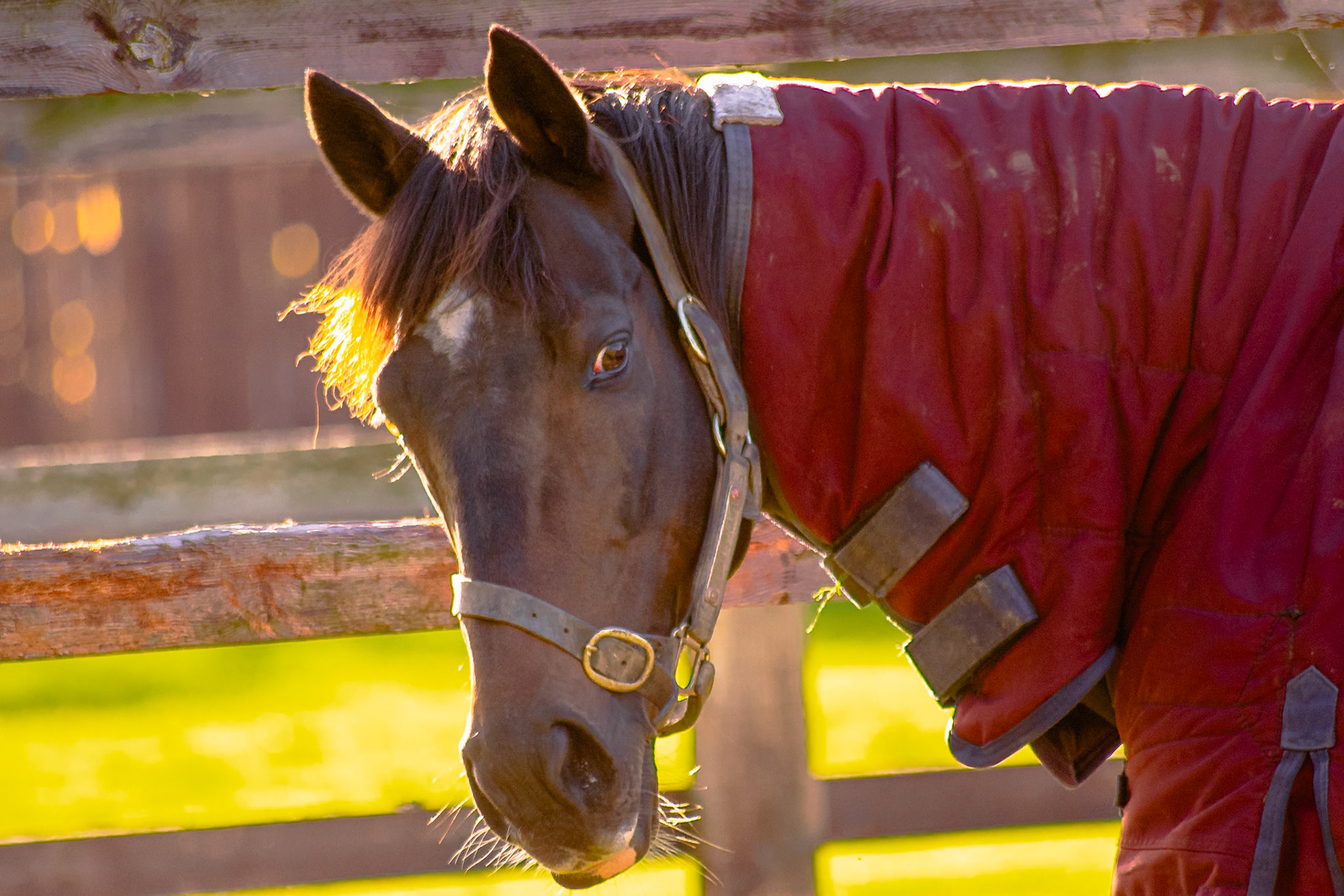 Documenting the peaceful estate grounds of the Irish National Stud, where world-class equine heritage meets the rolling green landscapes of Ireland's horse country.