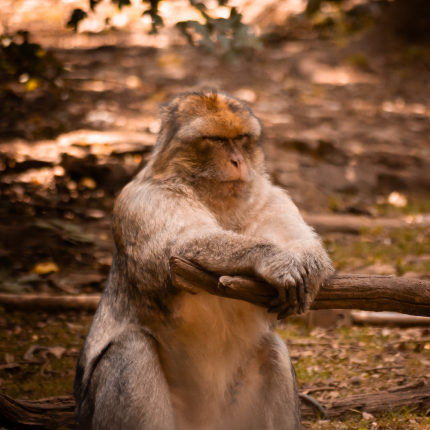 La Forêt des Singes, Rocamadour