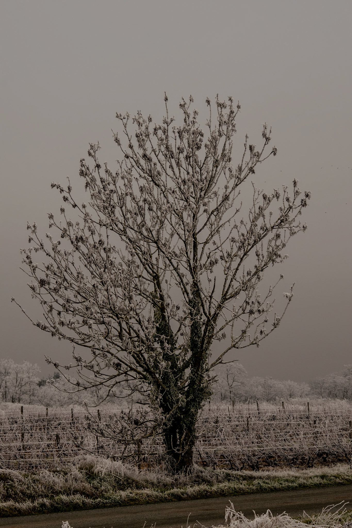 Exploring the fine art of winter in rural France—where frozen mist crystallizes on bare branches and dormant vines.