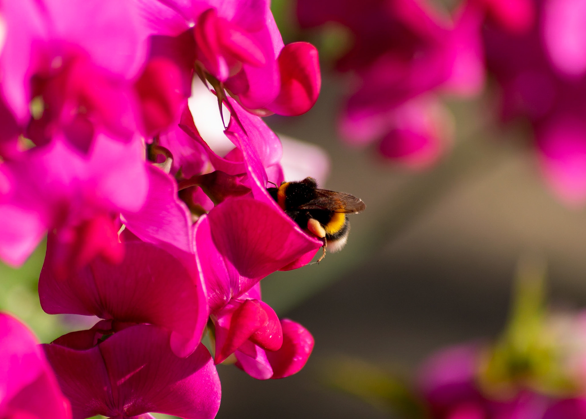 Bee pollinated a purple flower