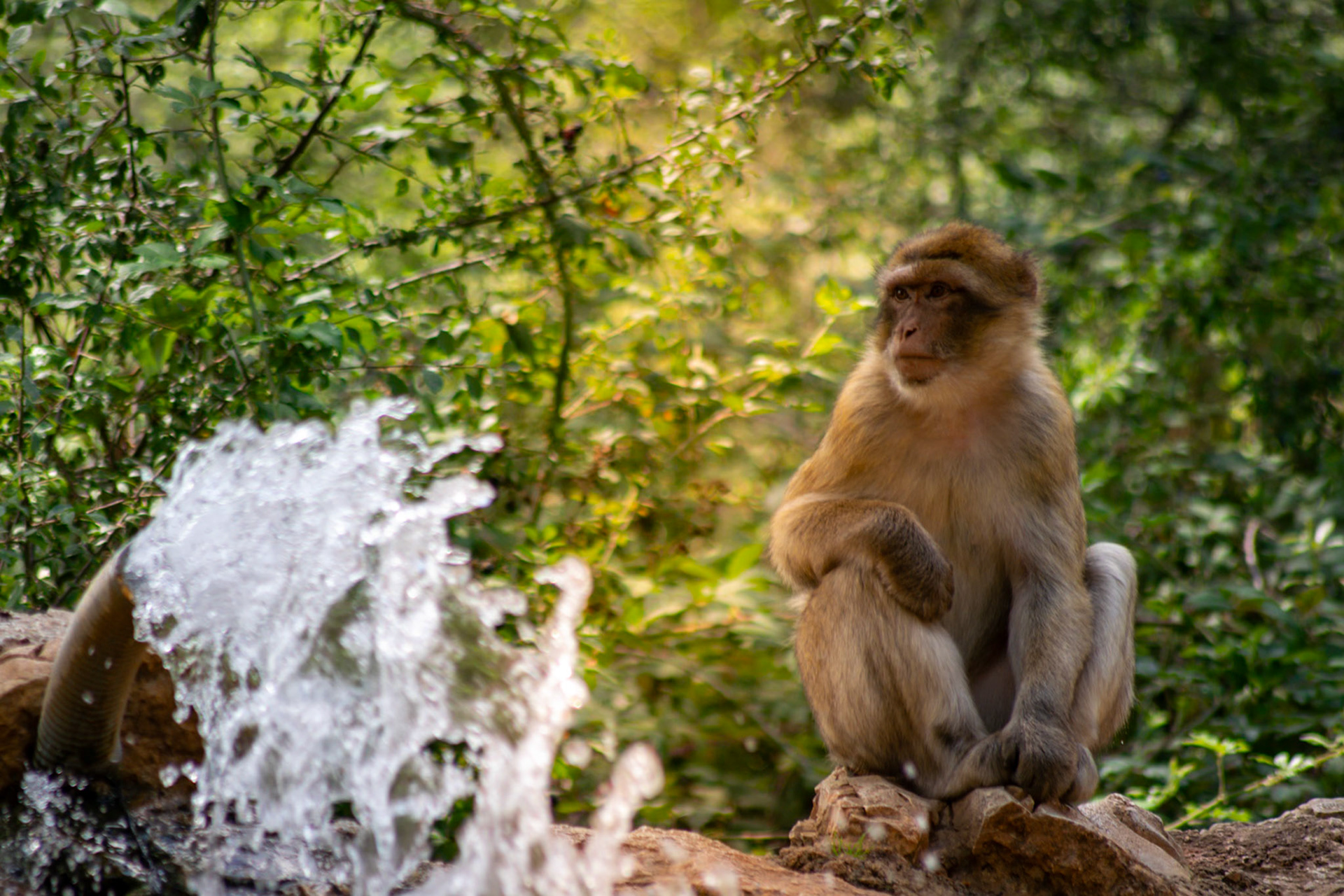 La Forêt des Singes, Rocamadour