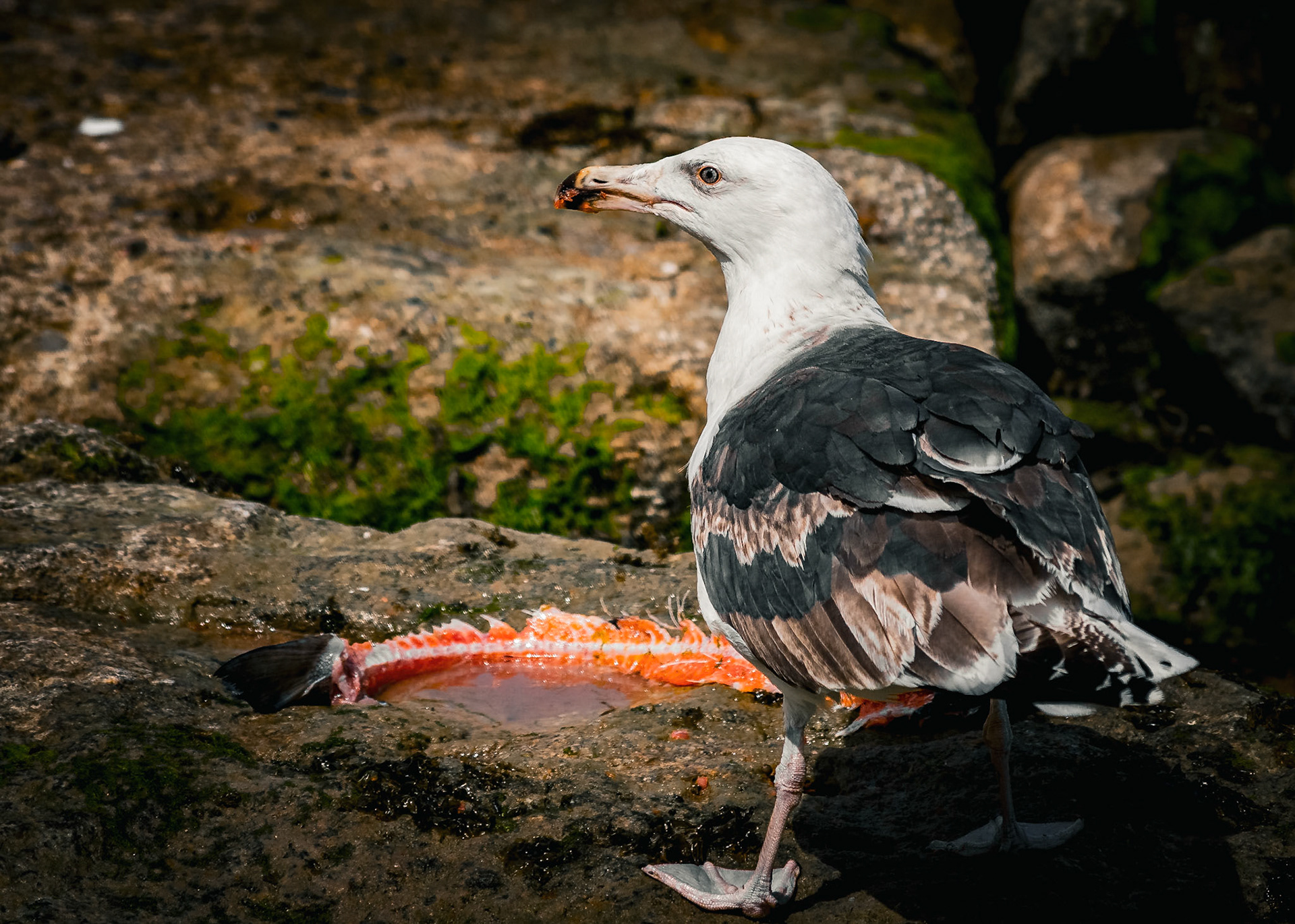 Documenting the diverse rhythms, textures, and behaviors of the animal kingdom, captured across both coastal horizons and hidden micro-habitats.