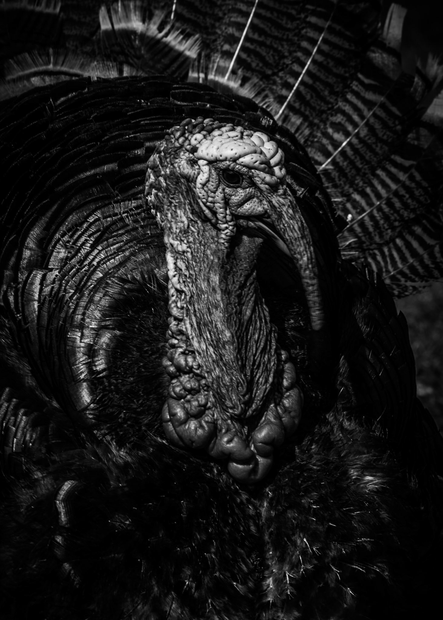 Documenting the diverse rhythms, textures, and behaviors of the animal kingdom, captured across both coastal horizons and hidden micro-habitats.