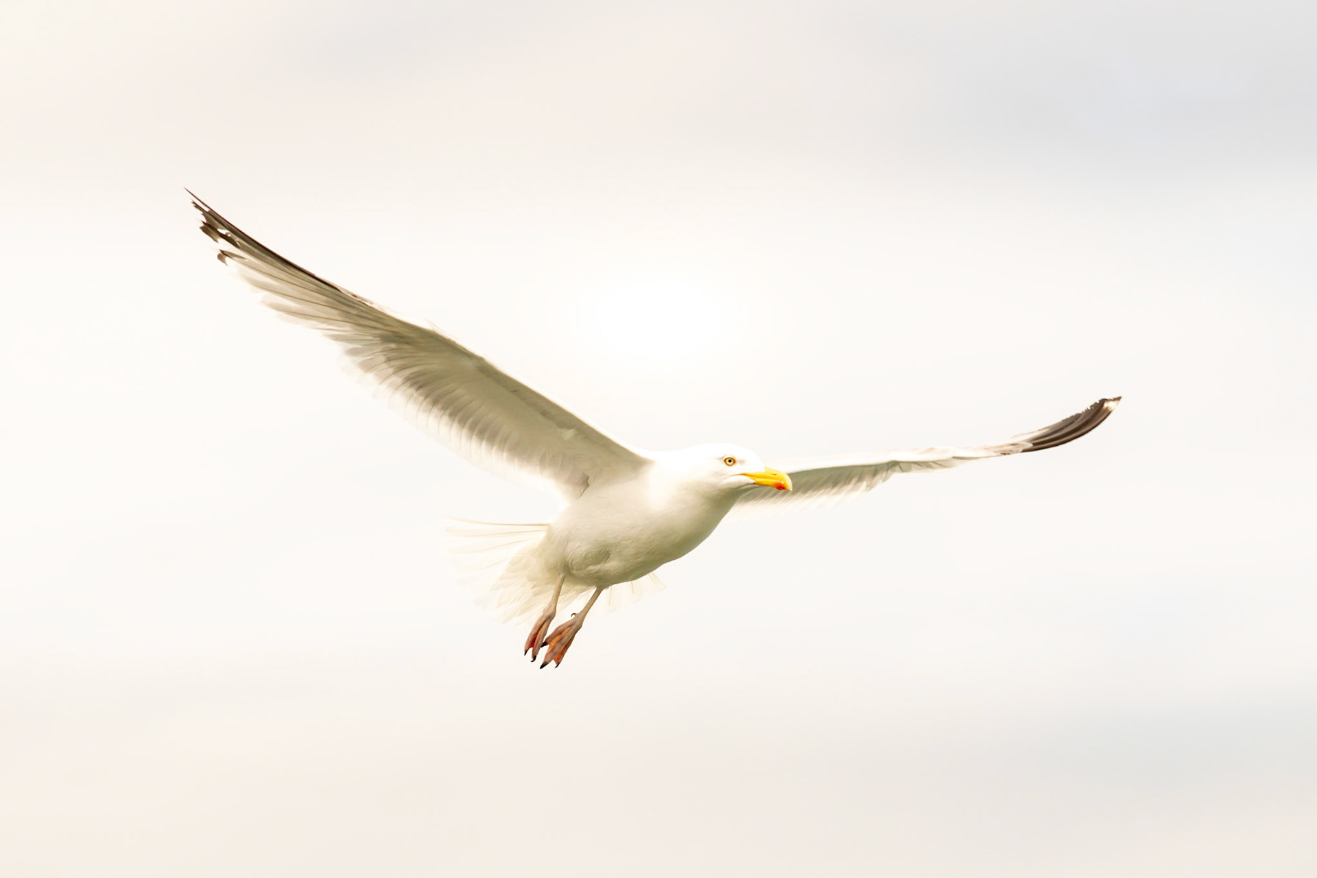 Seagull wildlife