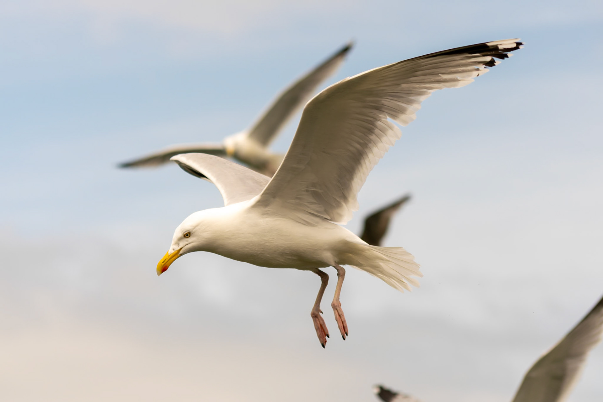 seagull
