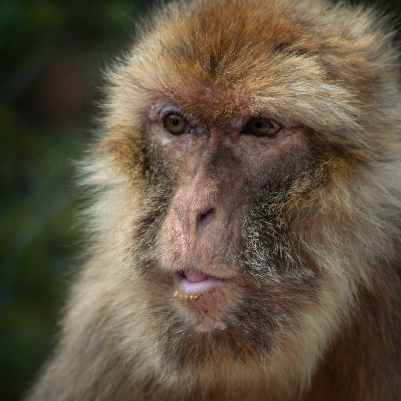 La Forêt des Singes, Rocamadour