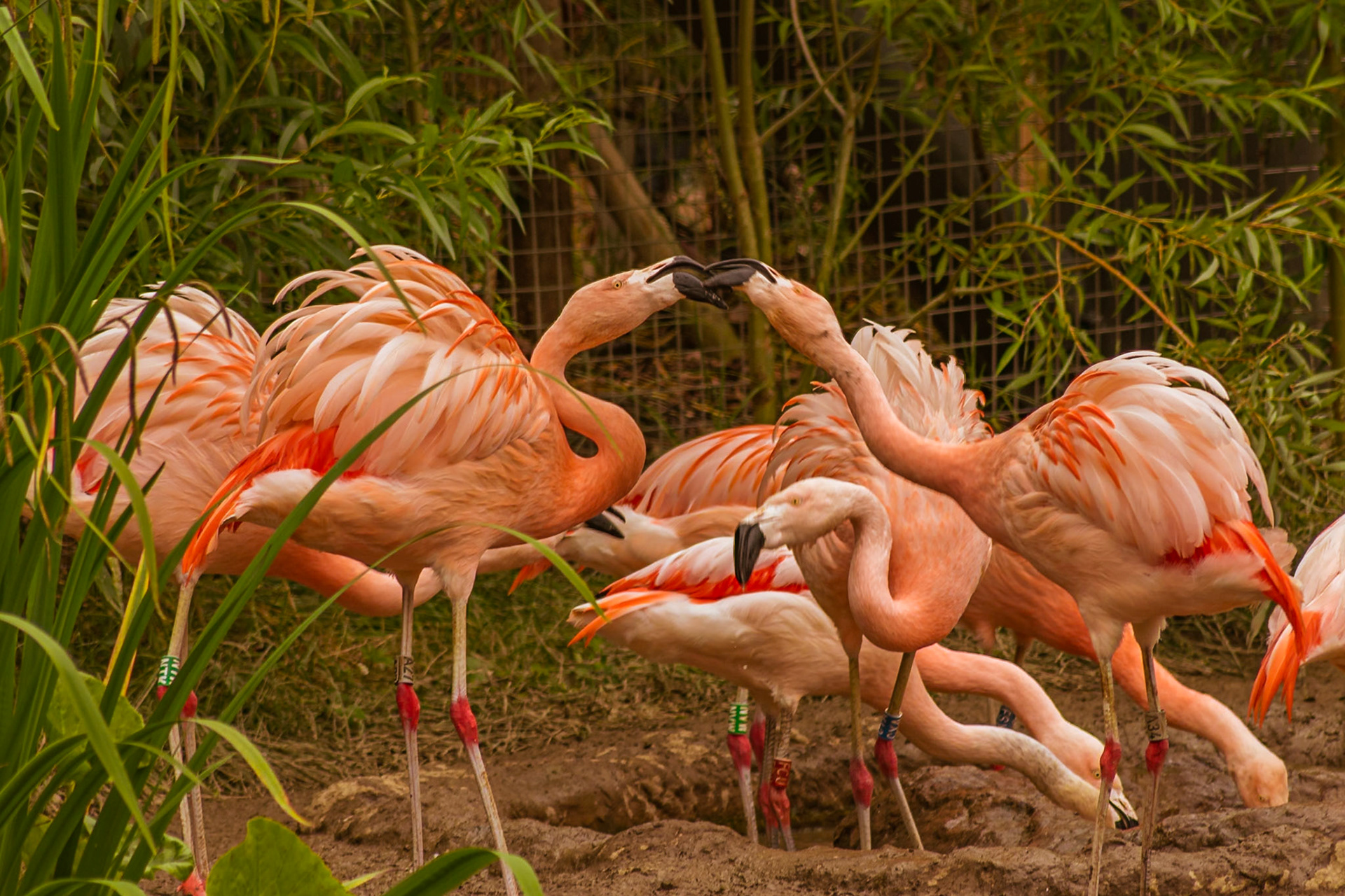 Greater flamingo