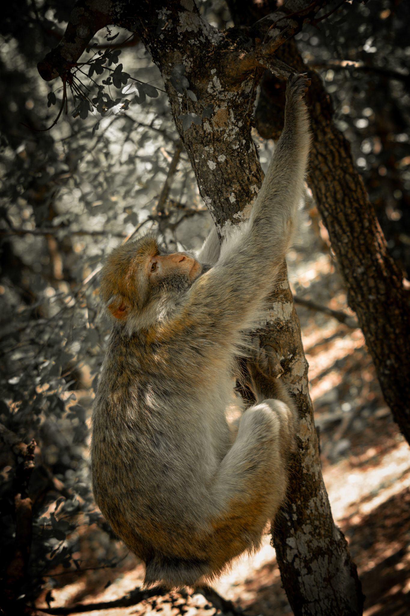 La Forêt des Singes, Rocamadour