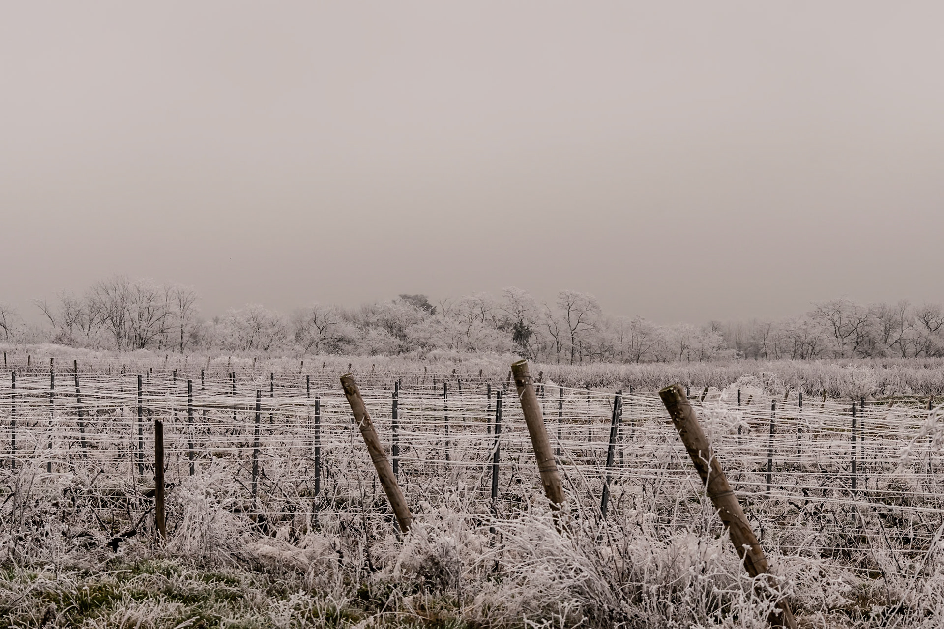 Exploring the fine art of winter in rural France—where frozen mist crystallizes on bare branches and dormant vines.
