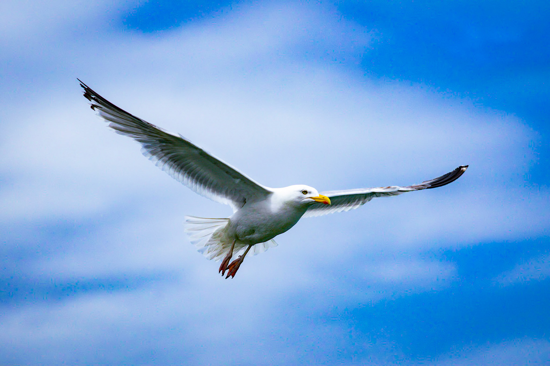 Documenting the diverse rhythms, textures, and behaviors of the animal kingdom, captured across both coastal horizons and hidden micro-habitats.
